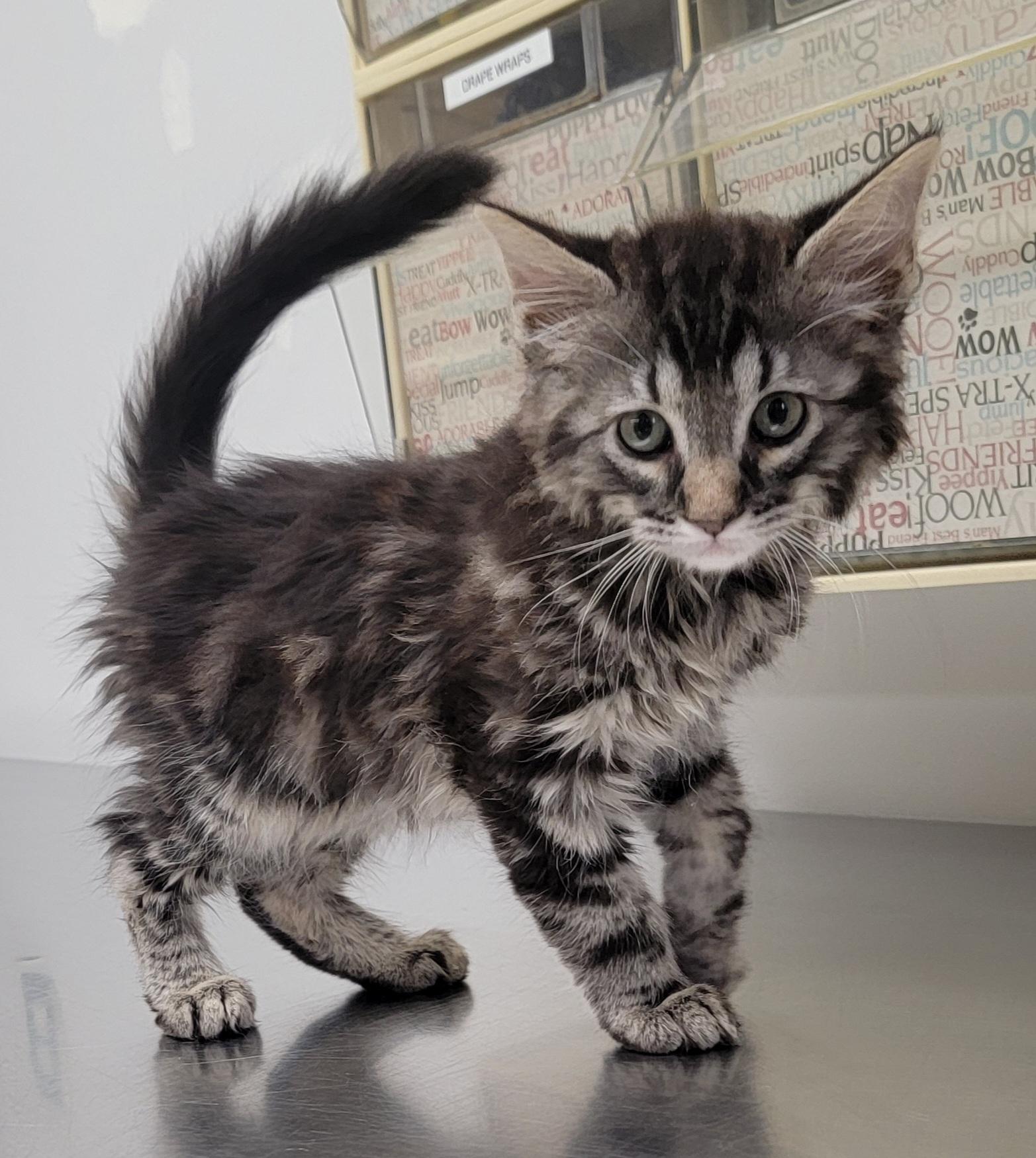 Minnie, ADOPTABLE, Kitten Female American Shorthair.