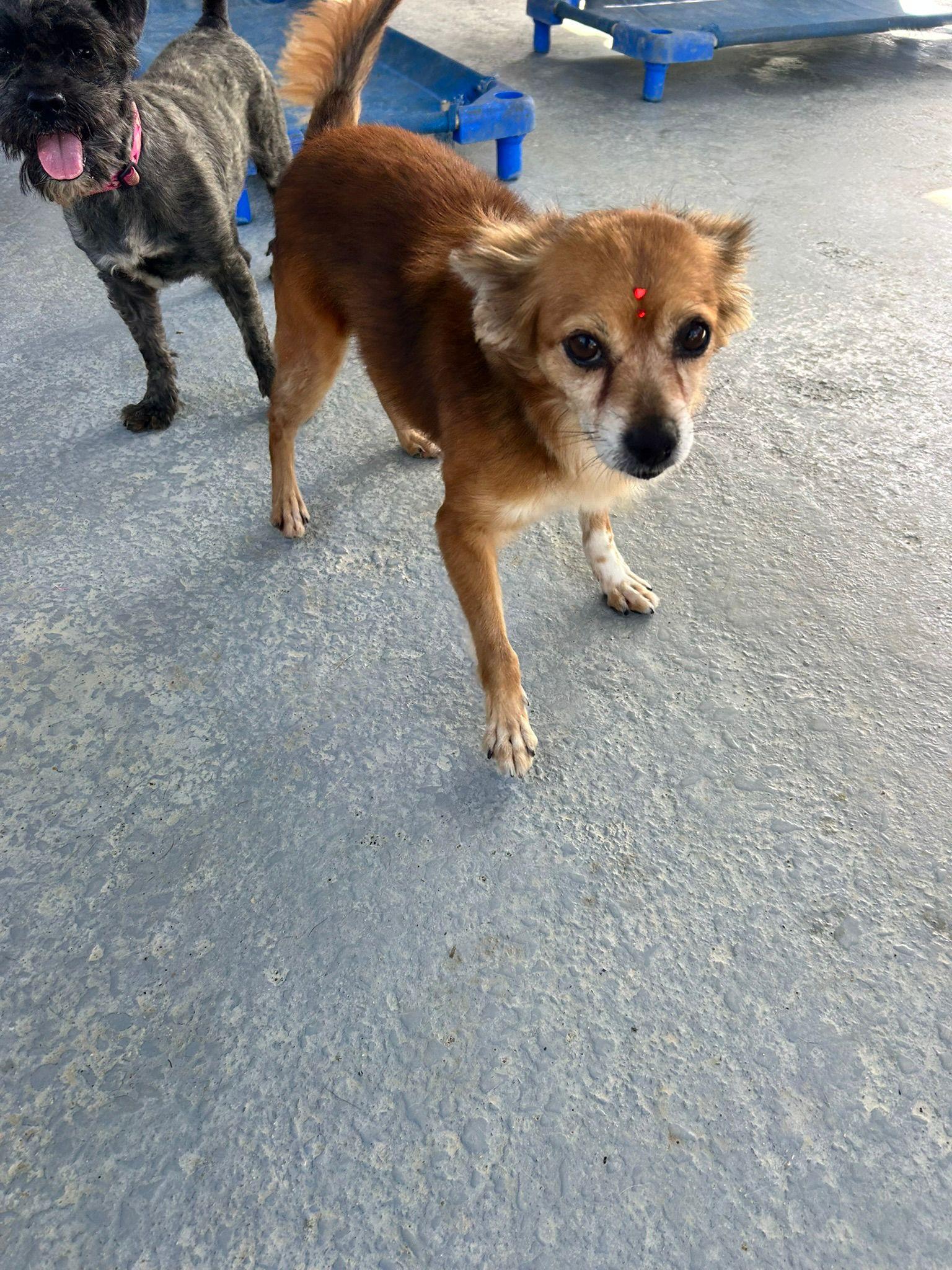 Enlarge Nickie, a Adoptable mixed breed in Albion, NY image 5/6