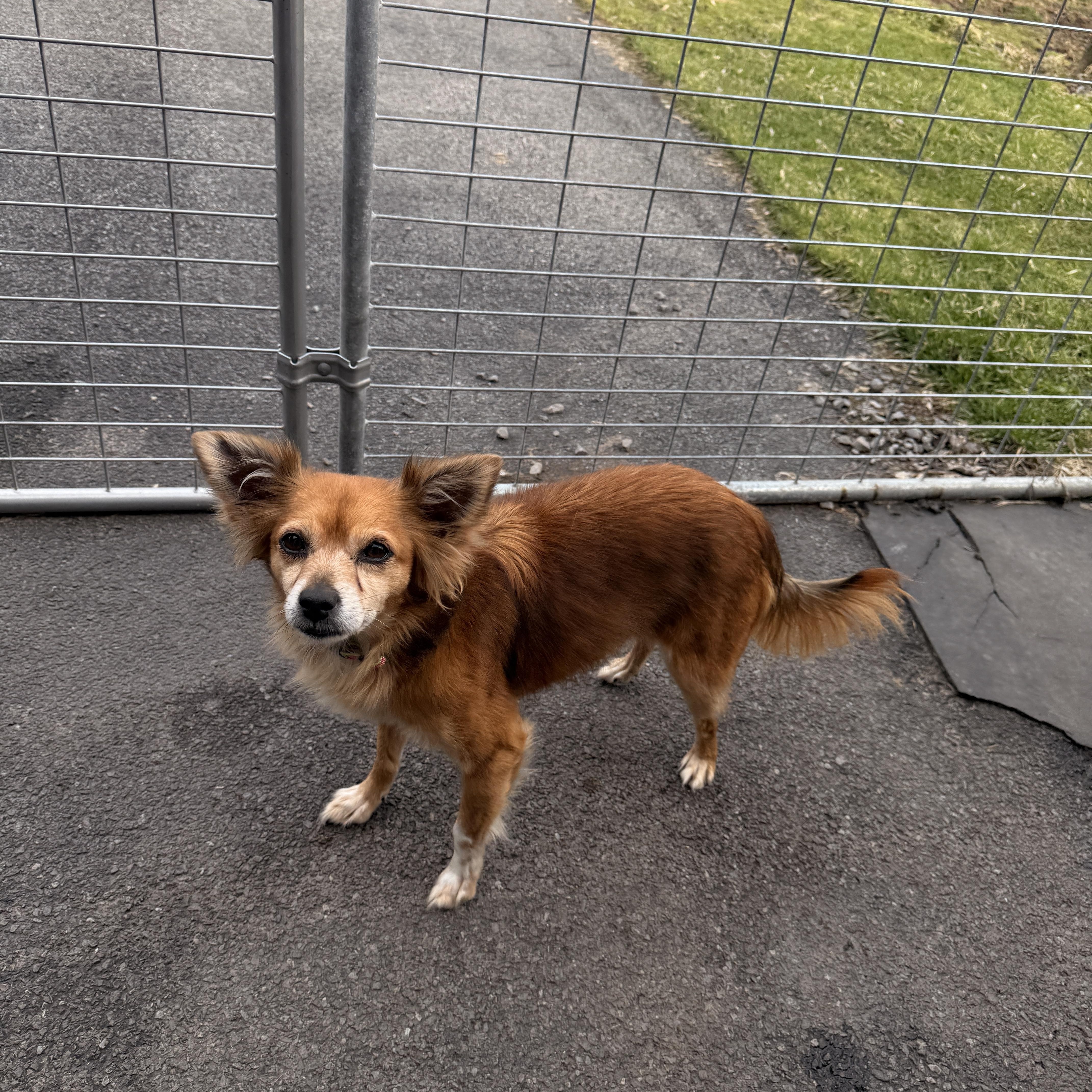 Enlarge Nickie, a Adoptable mixed breed in Albion, NY image 1/6