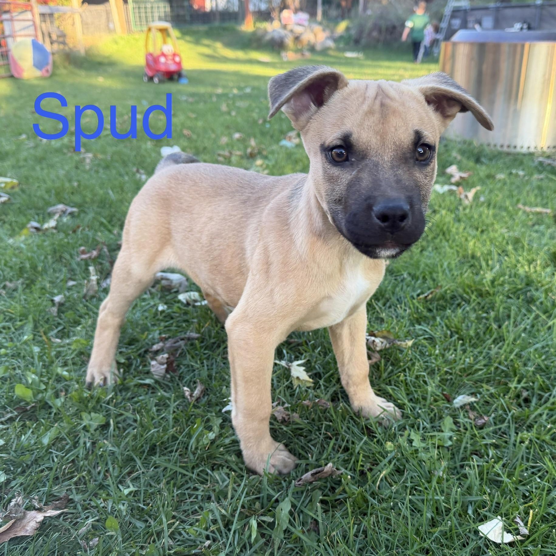 Spud, Adoptable, Puppy Male Mixed Breed.