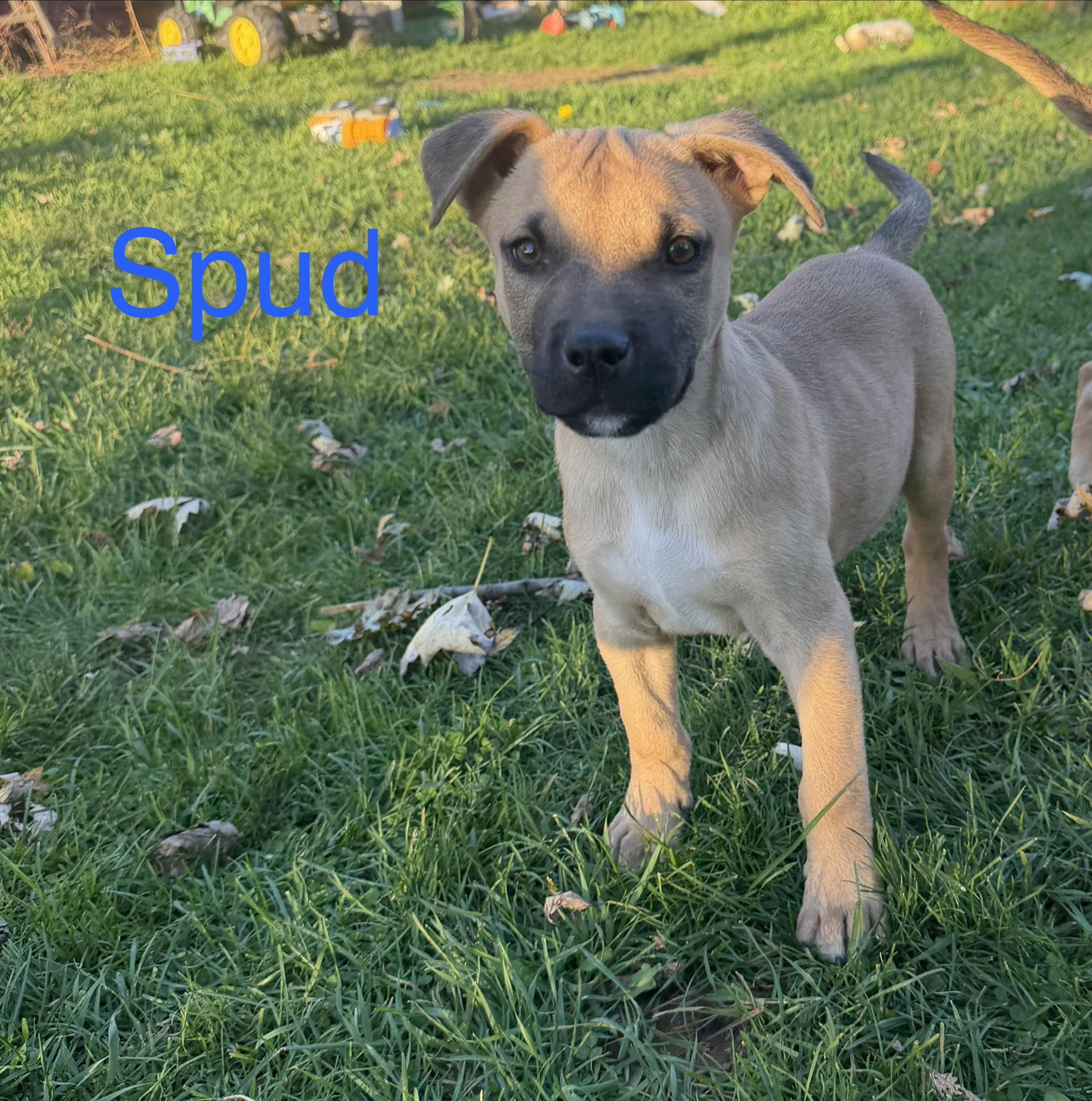 Enlarge Spud, a Adoptable mixed breed in Davisburg, MI image 2/2