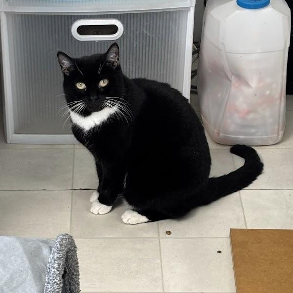 Momma Fancy, a Adoptable Domestic Short Hair in Queenstown, MD image 3/3