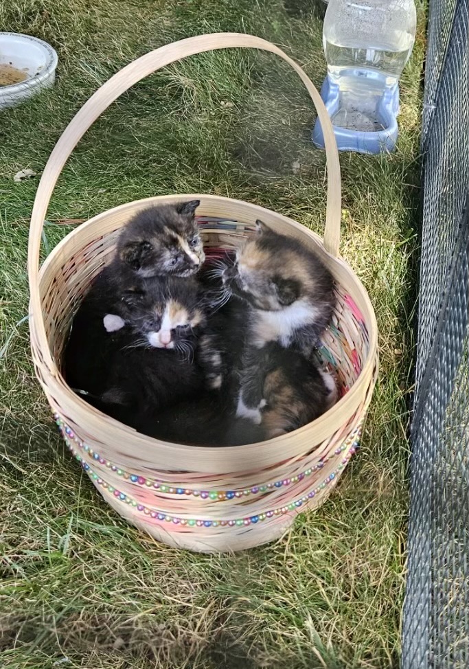 Enlarge Momma Fancy, a Adoptable Domestic Short Hair in Queenstown, MD image 3/3