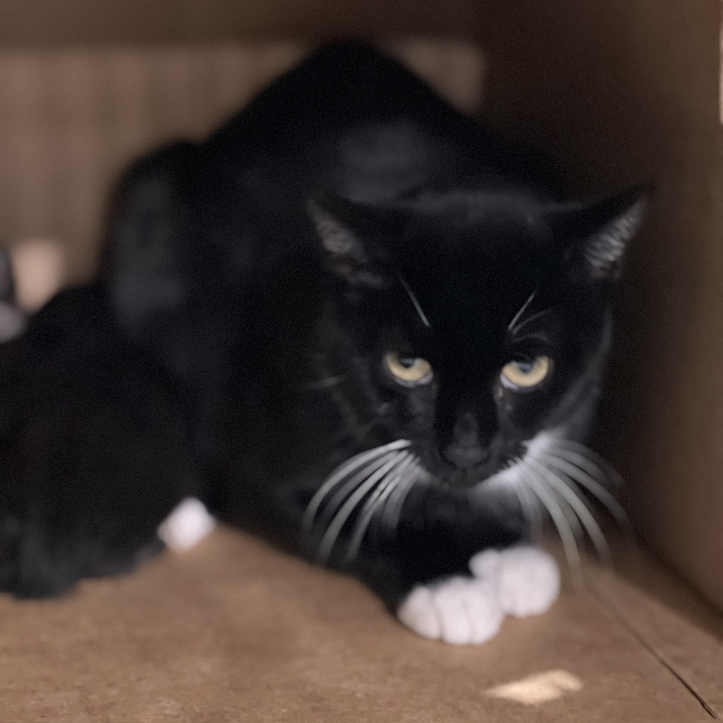 Enlarge Momma Fancy, a Adoptable Domestic Short Hair in Queenstown, MD image 1/3