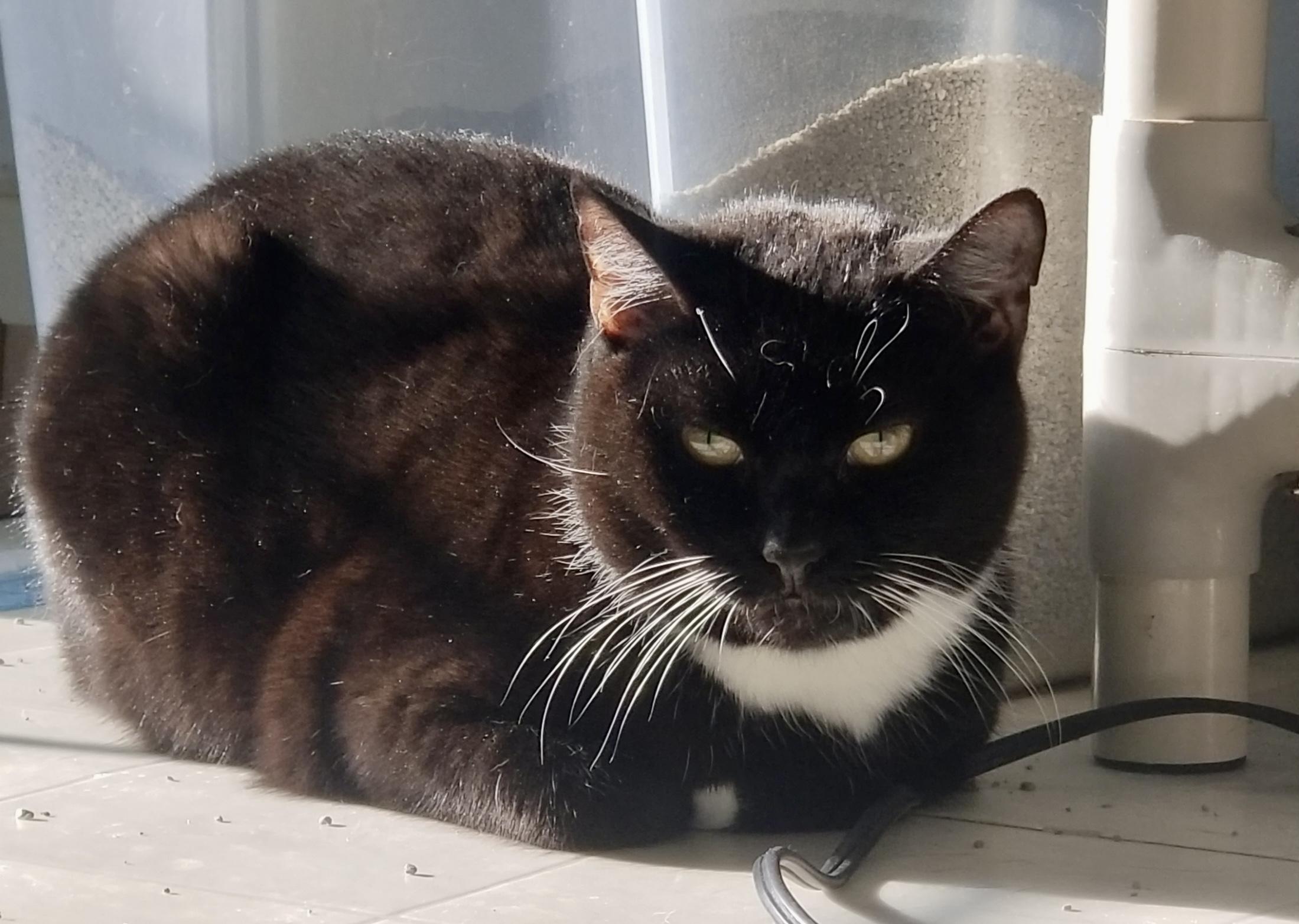 Enlarge Momma Fancy, a Adoptable Domestic Short Hair in Queenstown, MD image 2/3