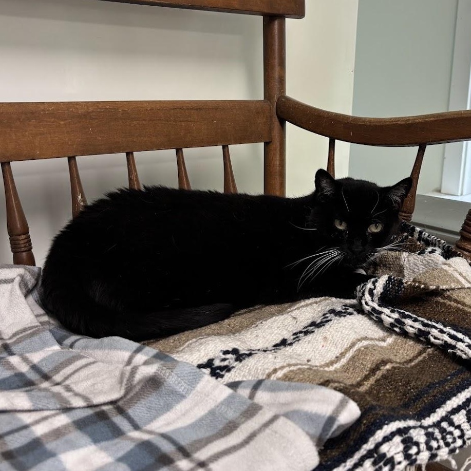 Momma Fancy, a Adoptable Domestic Short Hair in Queenstown, MD image 2/3