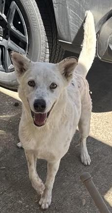 Hobbs, a Adoptable mixed breed in Tomball, TX image 3/6