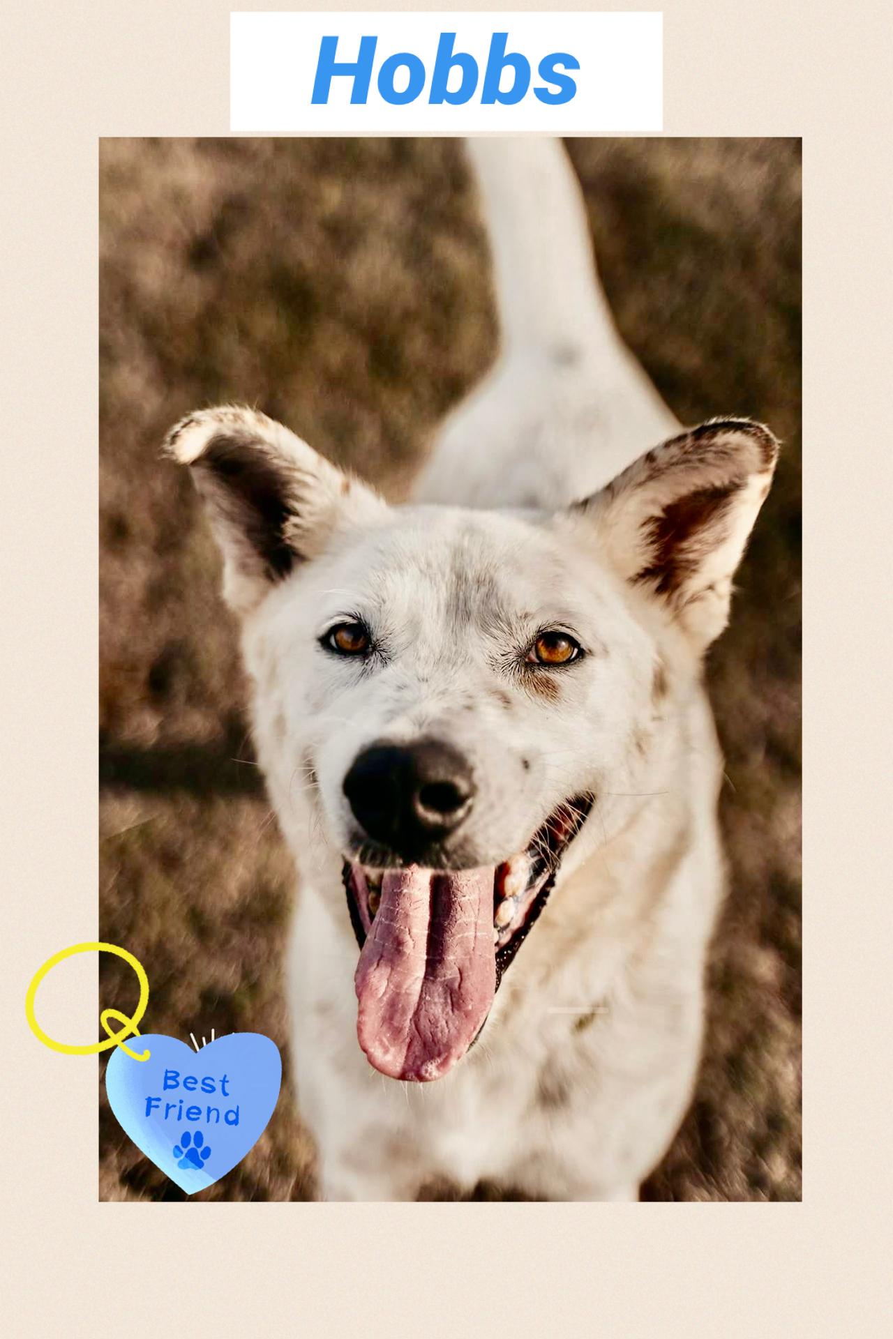 Hobbs, a Adoptable mixed breed in Tomball, TX image 1/6