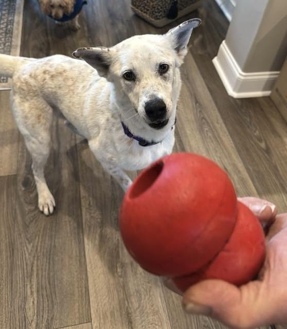 Hobbs, a Adoptable mixed breed in Tomball, TX image 6/6