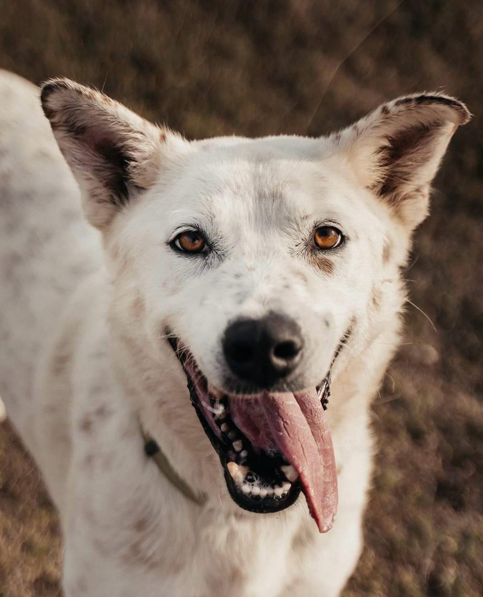 Hobbs, a Adoptable mixed breed in Tomball, TX image 4/6