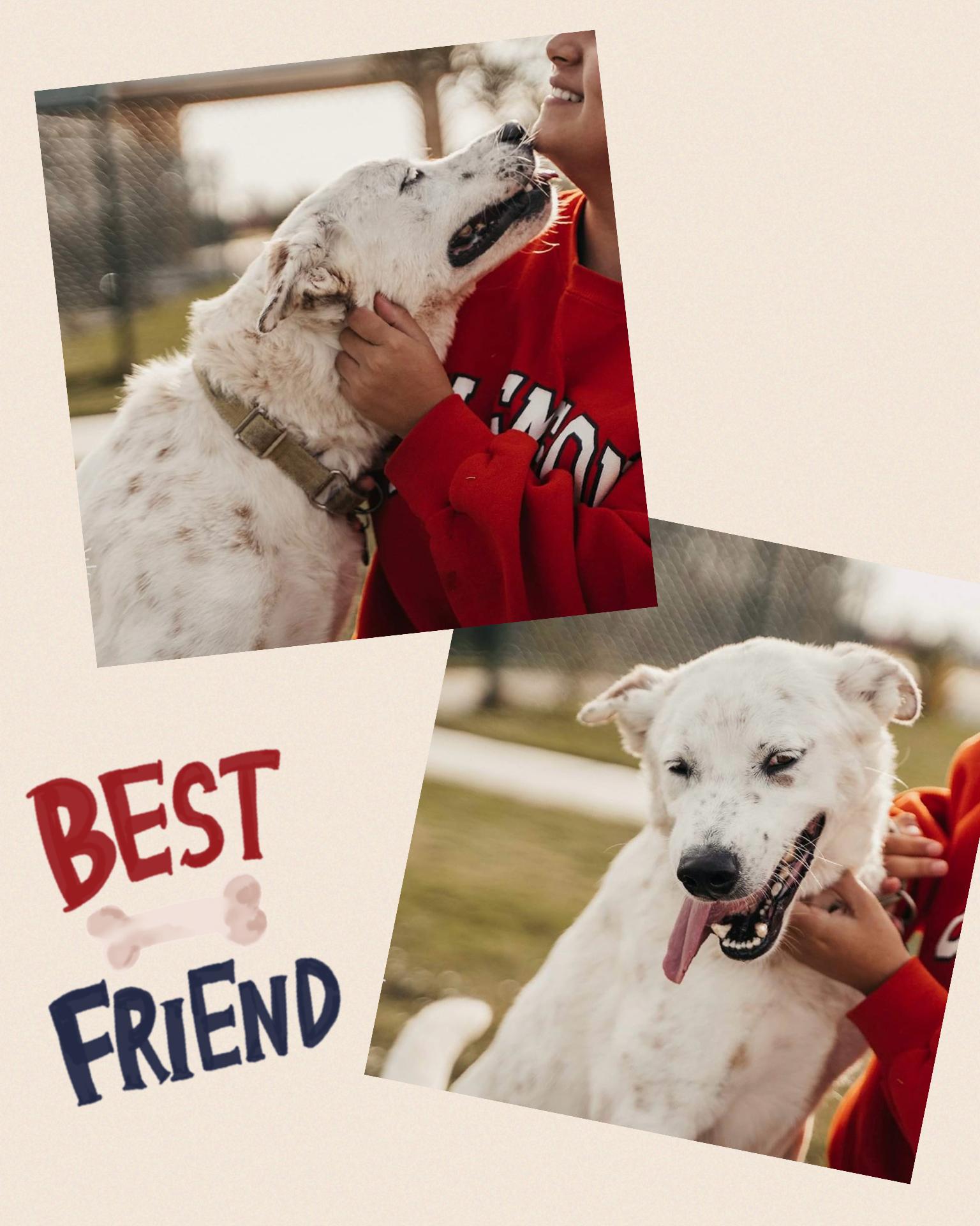 Hobbs, a Adoptable mixed breed in Tomball, TX image 2/6