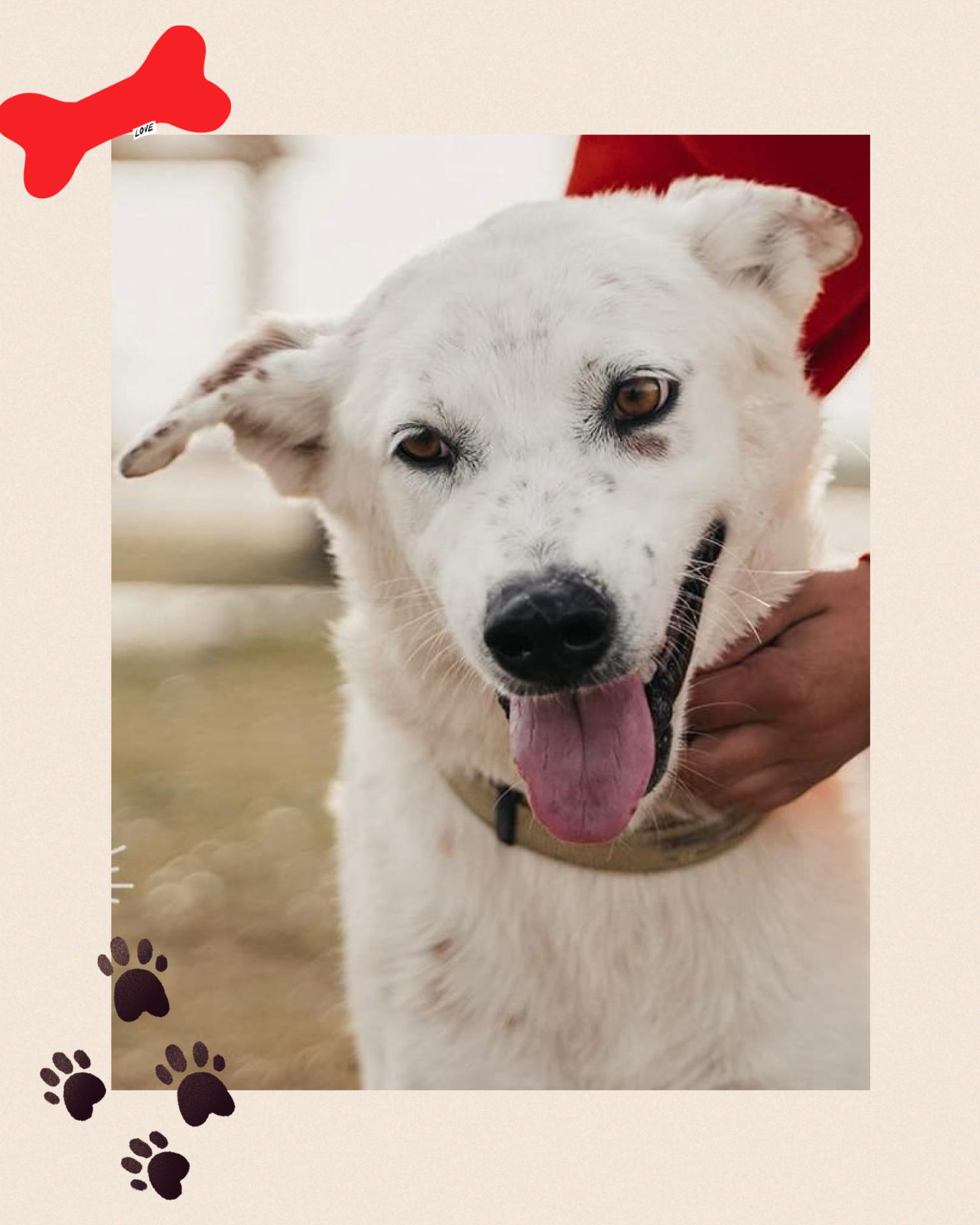 Hobbs, a Adoptable mixed breed in Tomball, TX image 5/6
