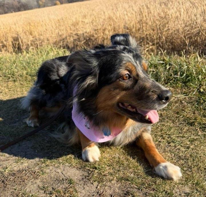 Enlarge Lucy, an adopted Australian Shepherd in Elk River, MN image 2/2
