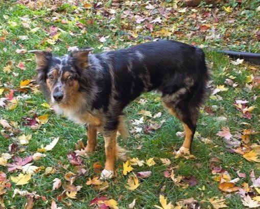 Enlarge Lucy, a Adoptable Australian Shepherd in Elk River, MN image 1/1
