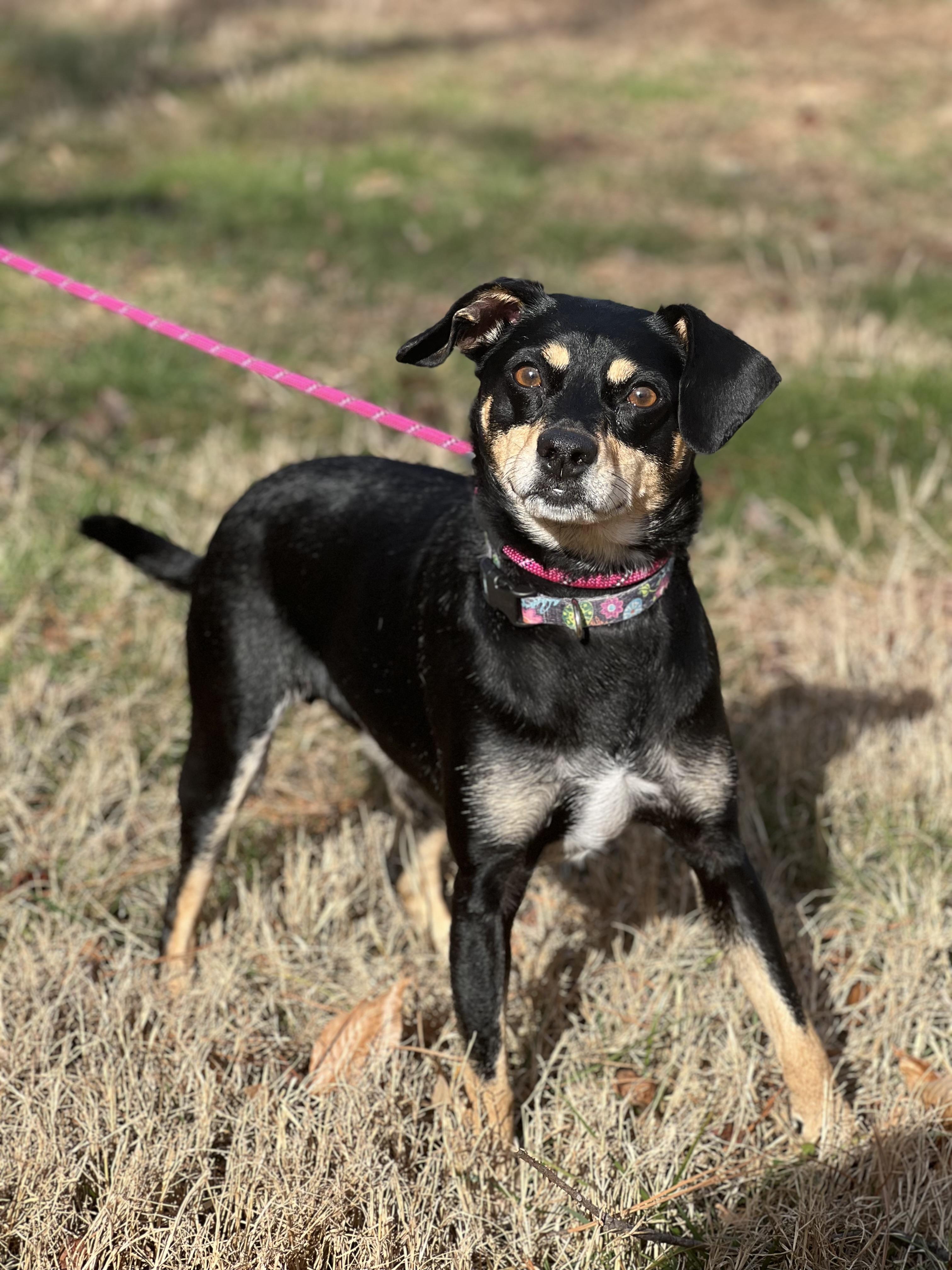 Enlarge Gus, a ADOPTABLE mixed breed in Hughesville, MD image 5/6