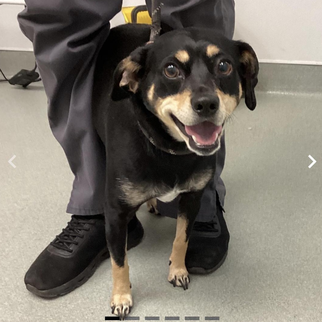 Gus, ADOPTABLE, Adult Male Chihuahua.