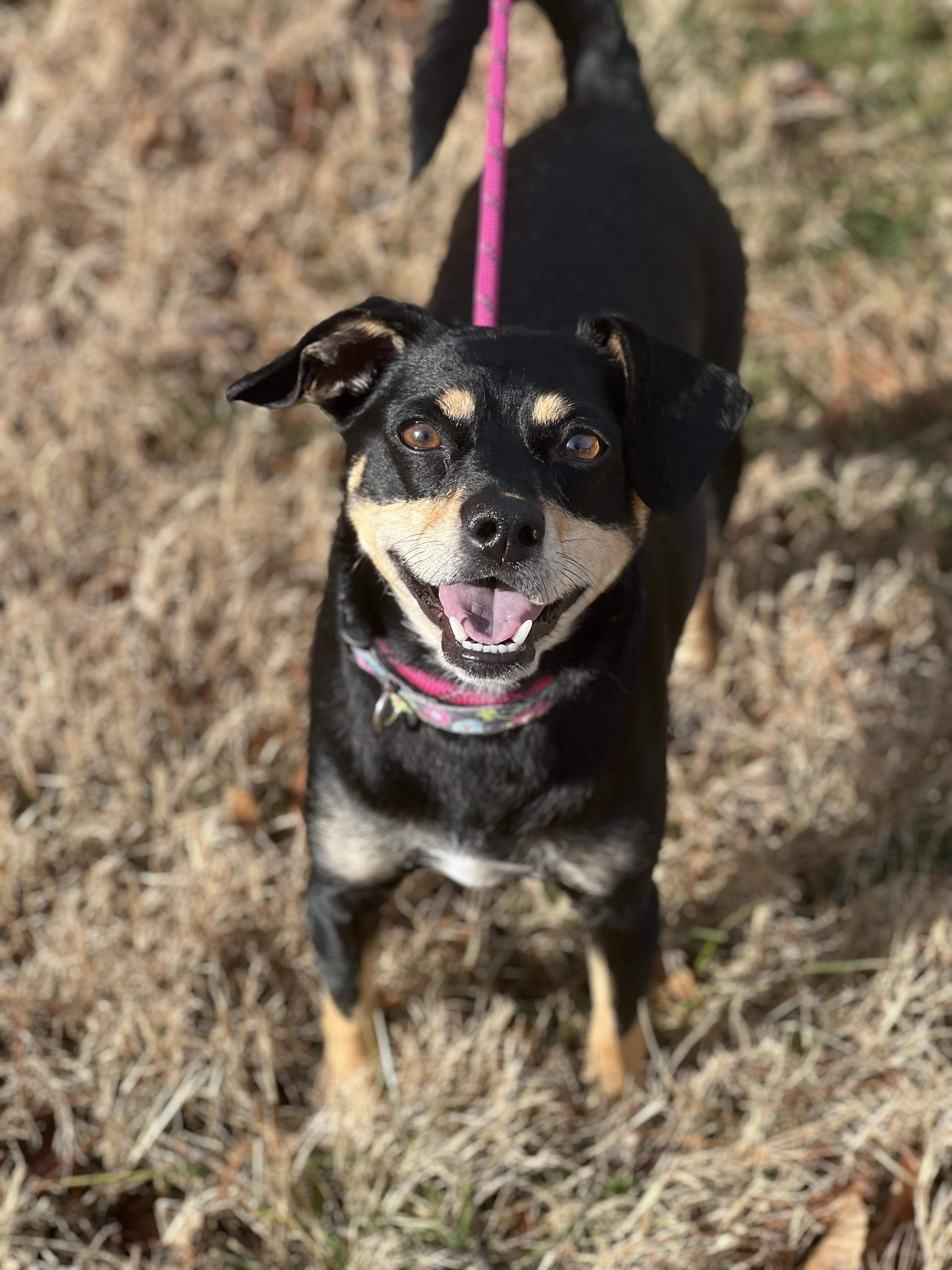 Enlarge Gus, a ADOPTABLE mixed breed in Hughesville, MD image 2/6