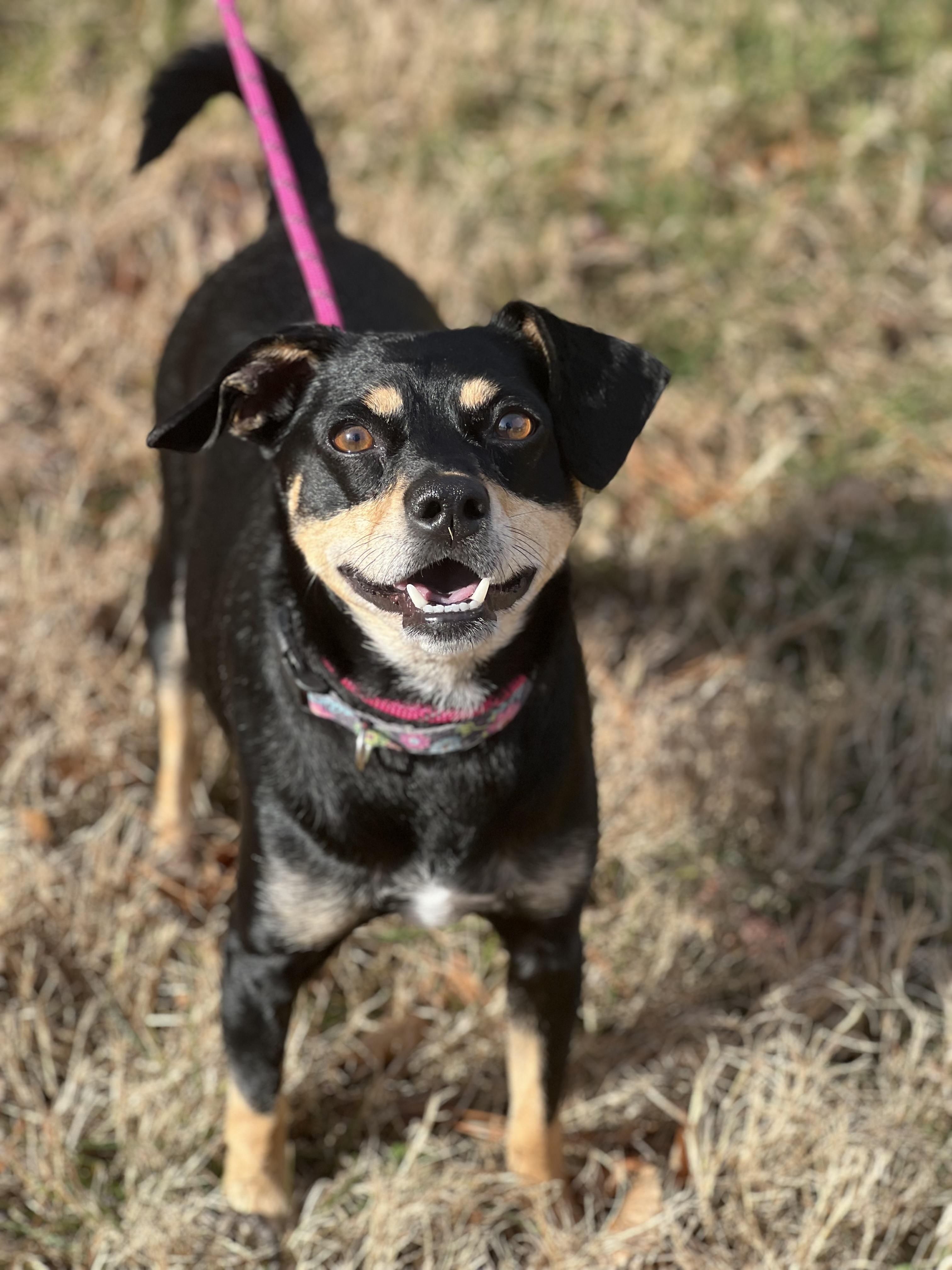 Enlarge Gus, a ADOPTABLE mixed breed in Hughesville, MD image 6/6