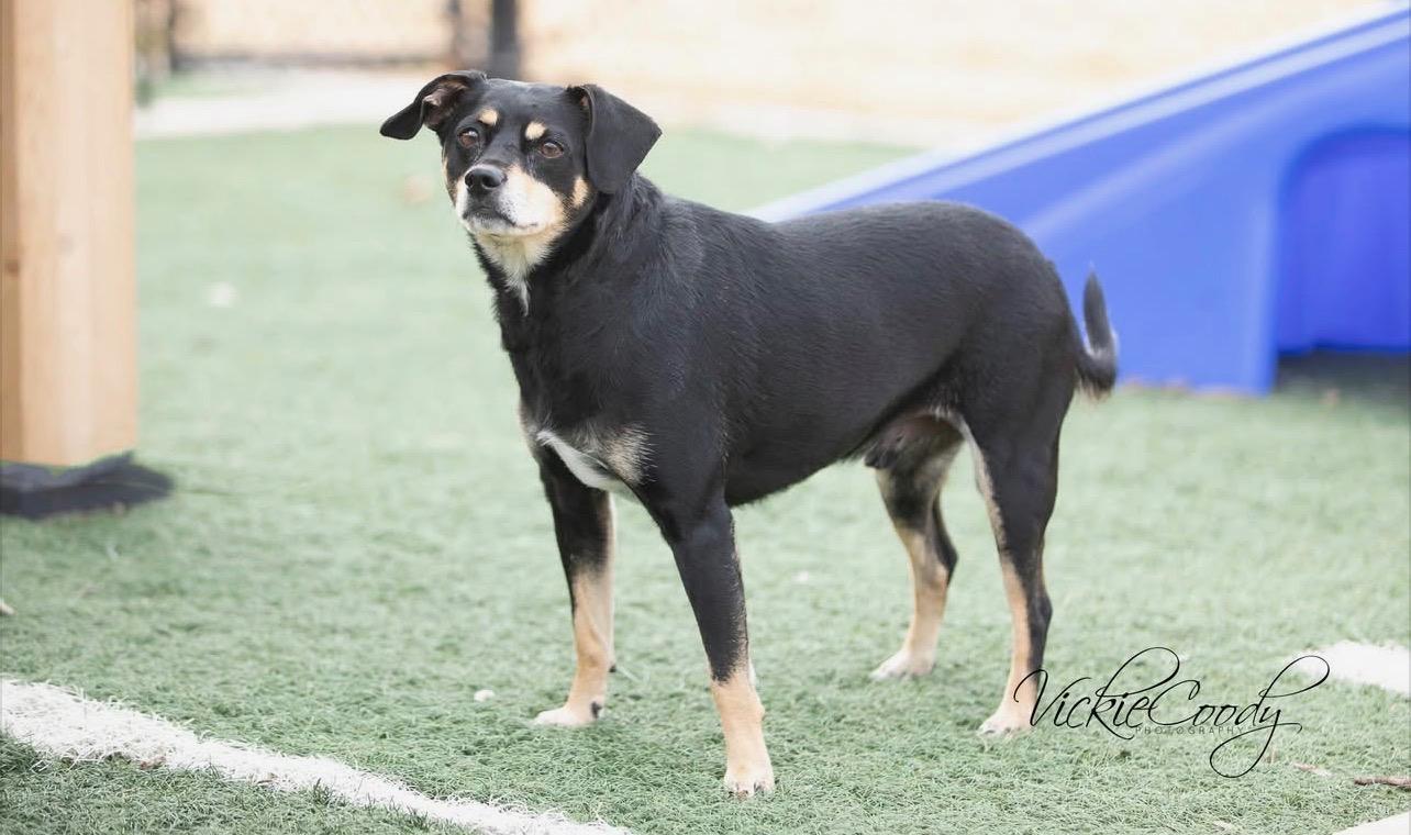Enlarge Gus, a ADOPTABLE mixed breed in Hughesville, MD image 3/6