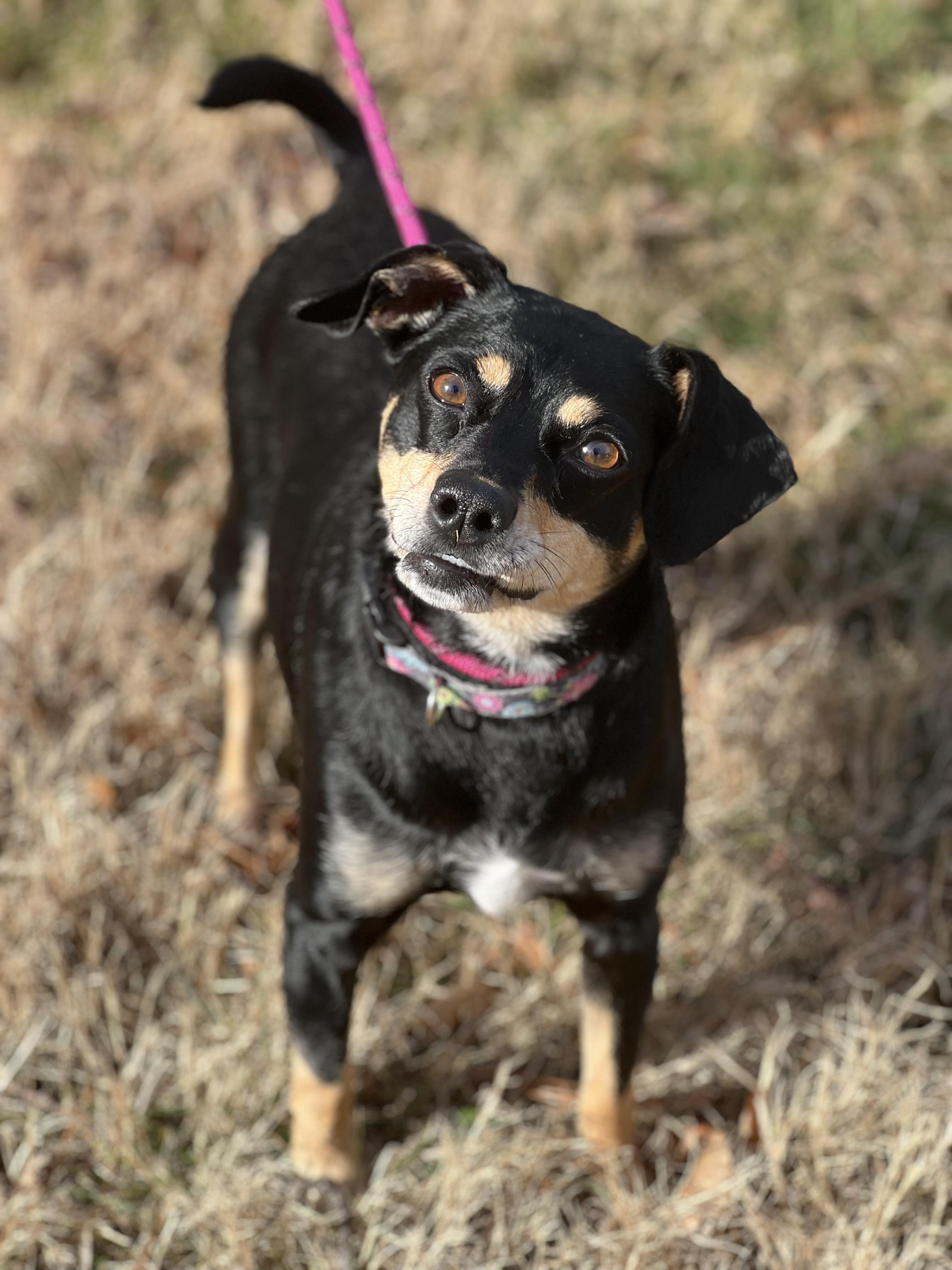 Enlarge Gus, a ADOPTABLE mixed breed in Hughesville, MD image 1/6