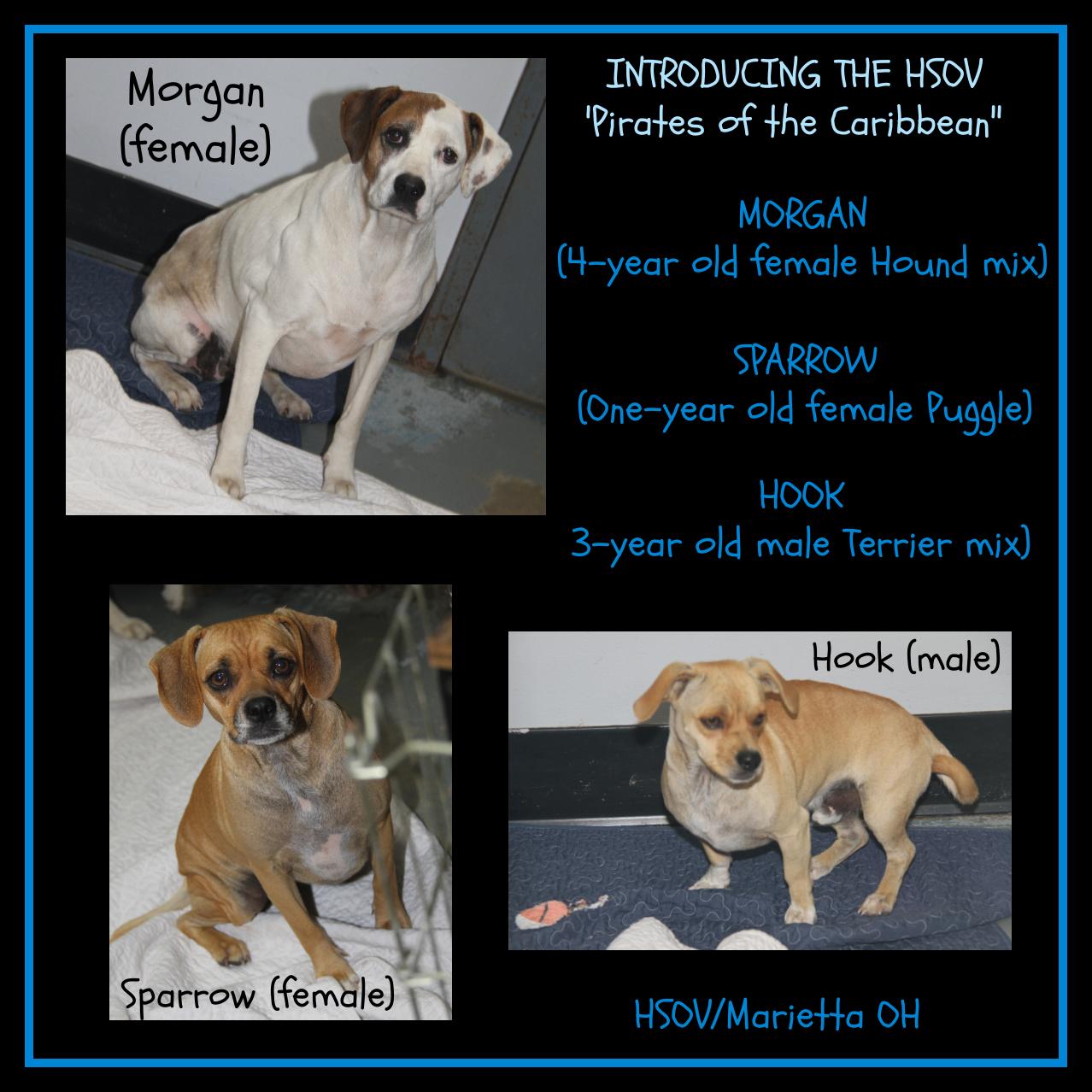 Morgan, Sparrow and Hook (Spayed/Neutered) (HSOV 