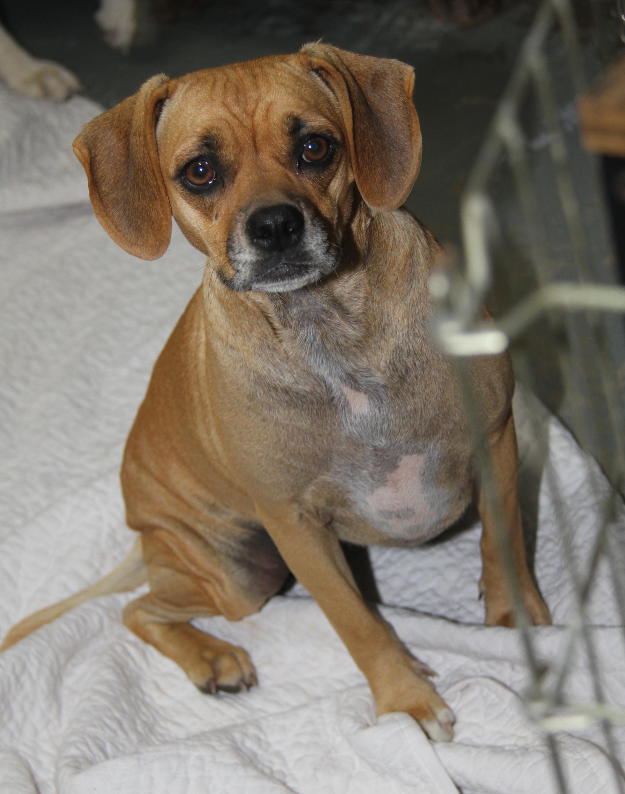 Morgan, Sparrow and Hook (Spayed/Neutered) (HSOV 