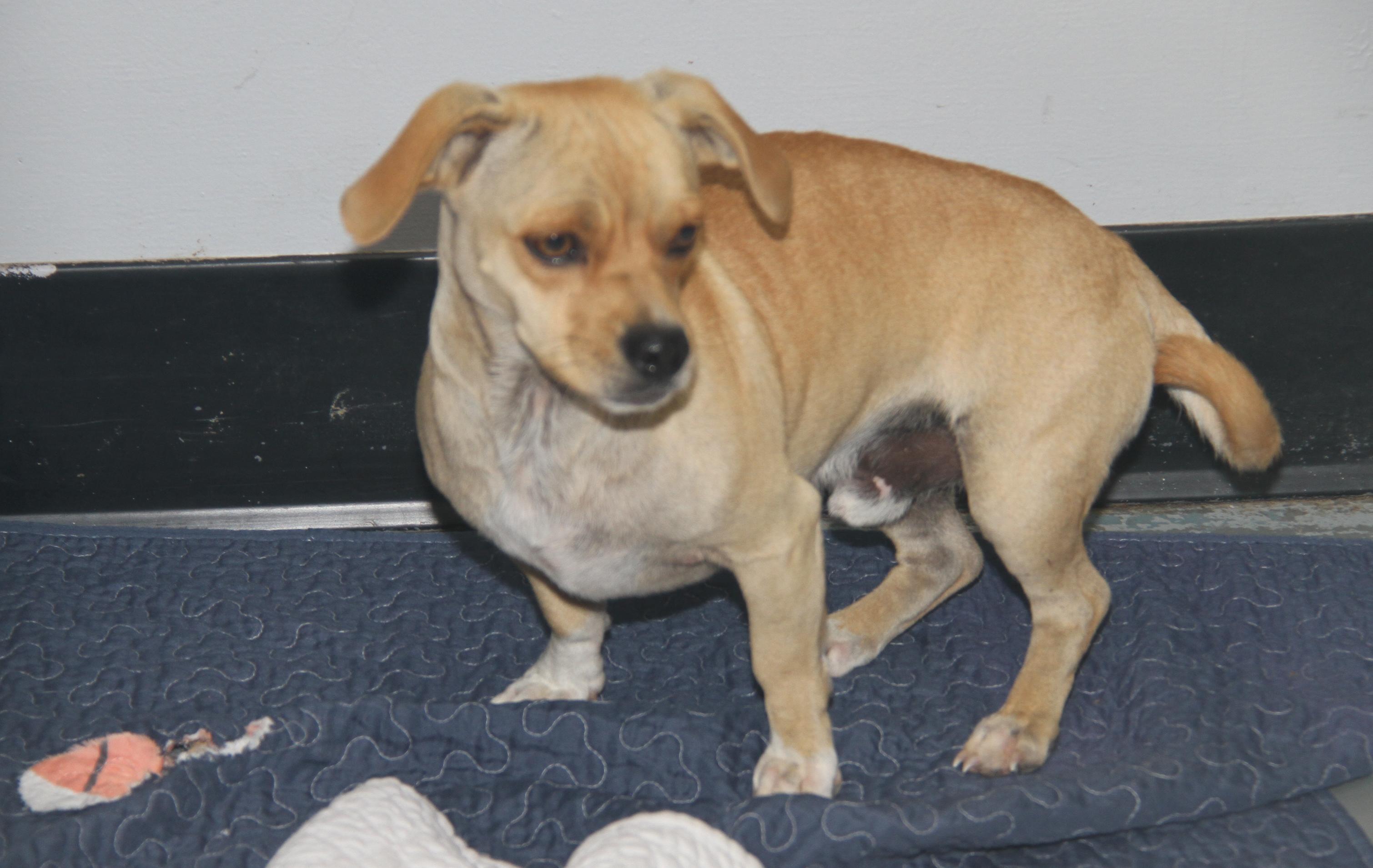 Morgan, Sparrow and Hook (Spayed/Neutered) (HSOV 