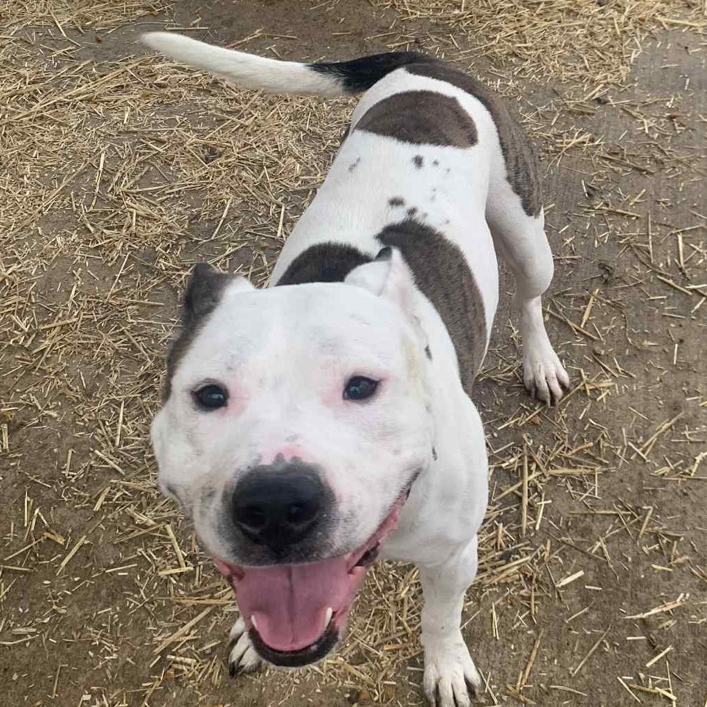 Peanut, Adoptable, Adult Male Mixed Breed.