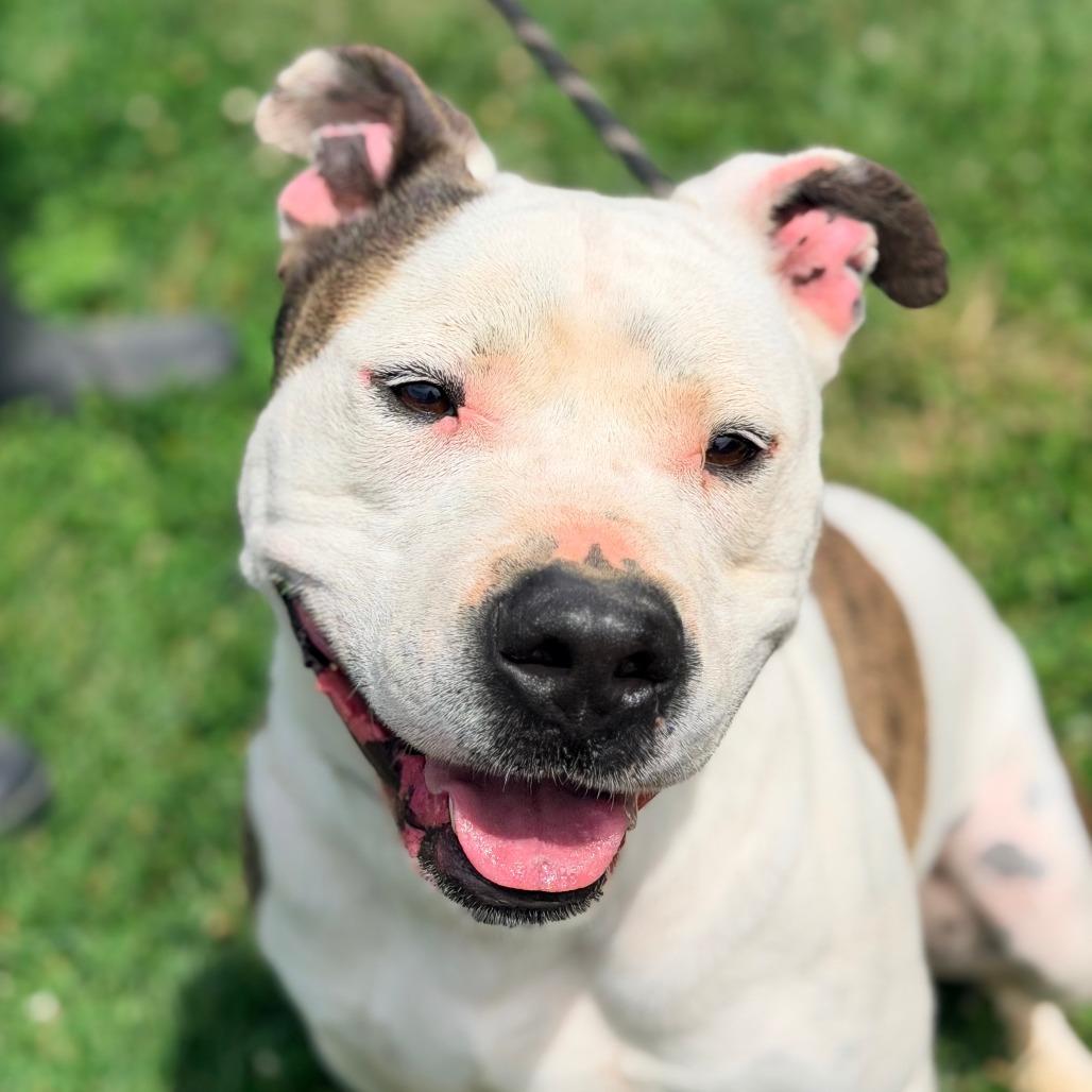 Peanut, Adoptable, Adult Male Mixed Breed.