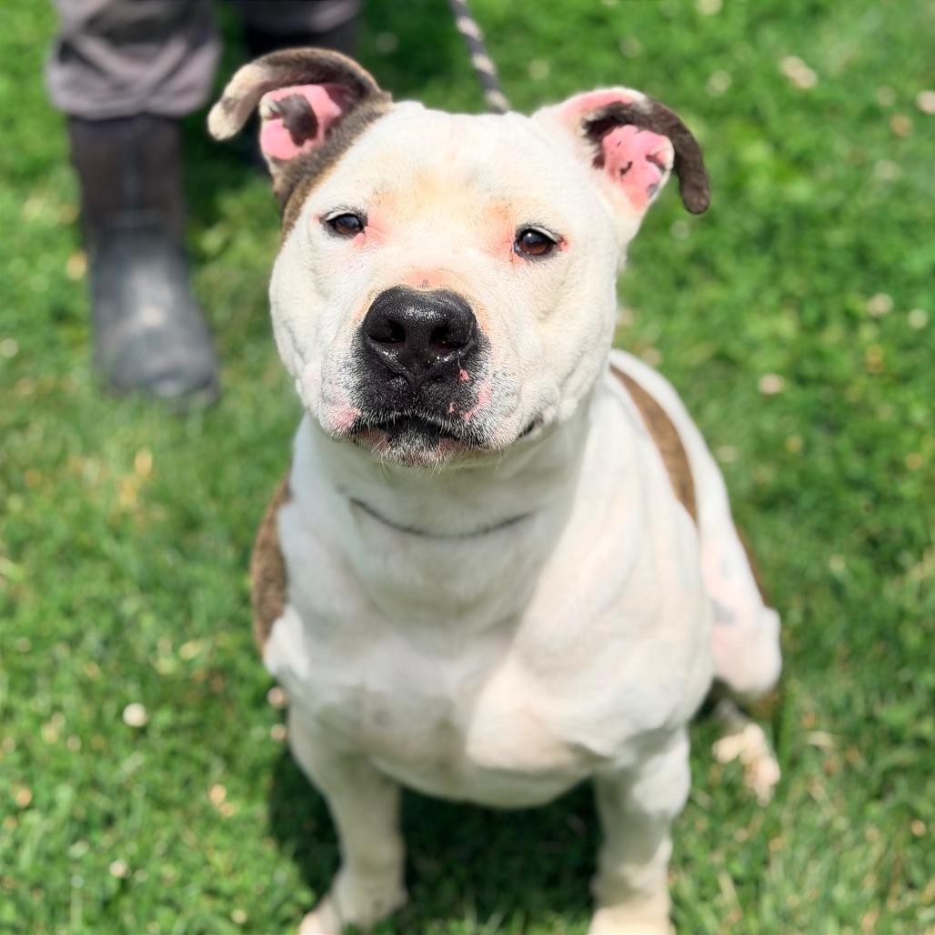 Peanut, a Adoptable Mixed Breed in Huntington, WV image 2/6