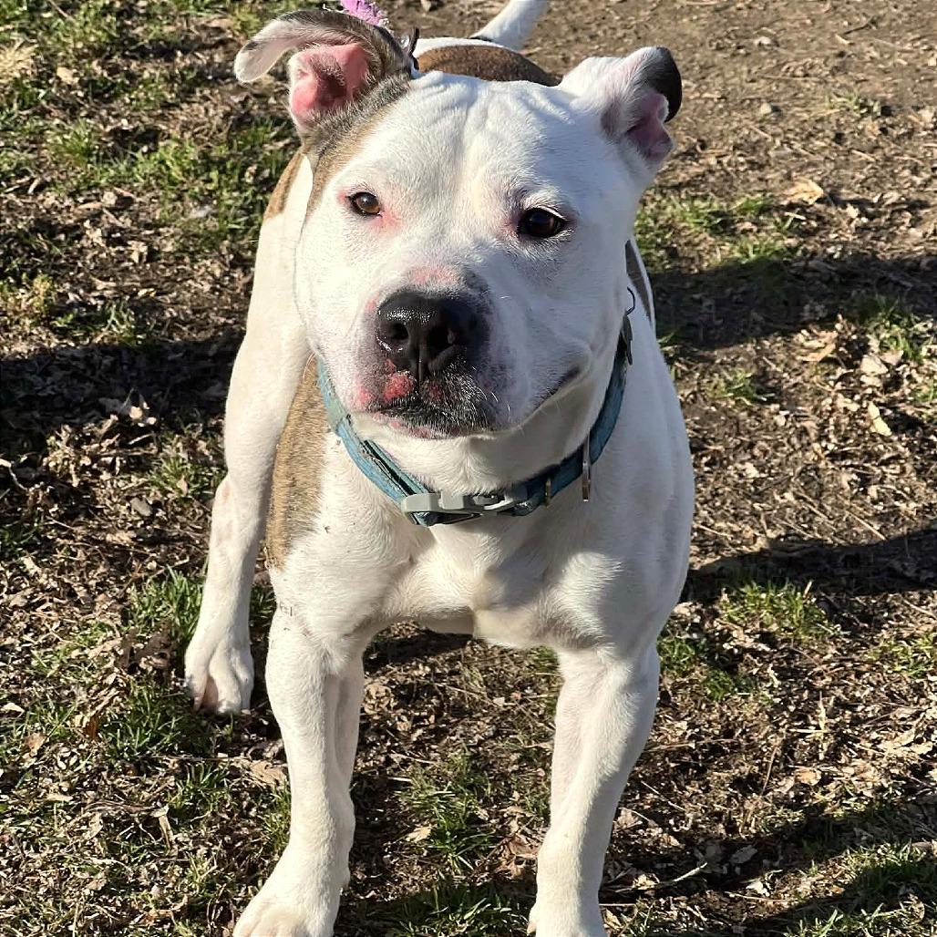 Enlarge Peanut, a Adoptable Mixed Breed in Huntington, WV image 3/6