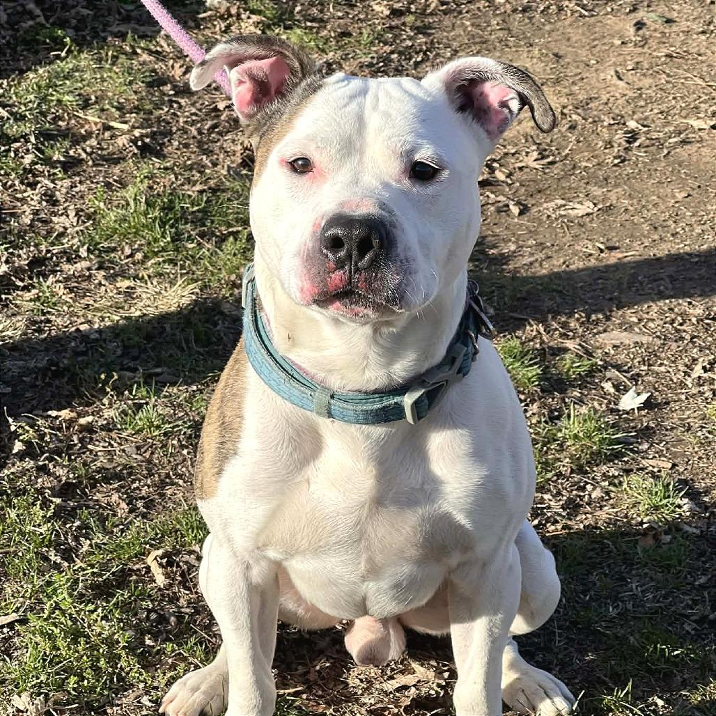 Enlarge Peanut, a Adoptable Mixed Breed in Huntington, WV image 4/6