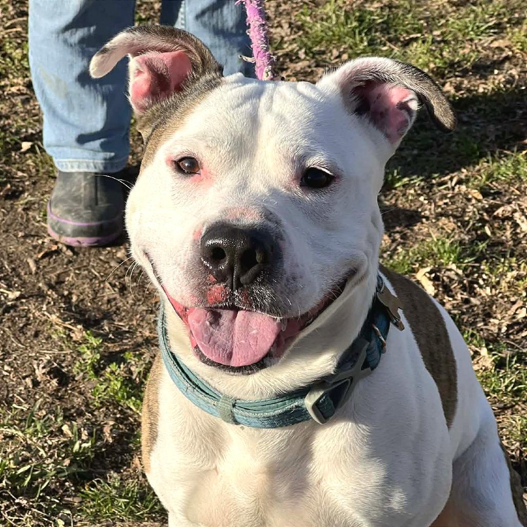 Enlarge Peanut, a Adoptable Mixed Breed in Huntington, WV image 5/6