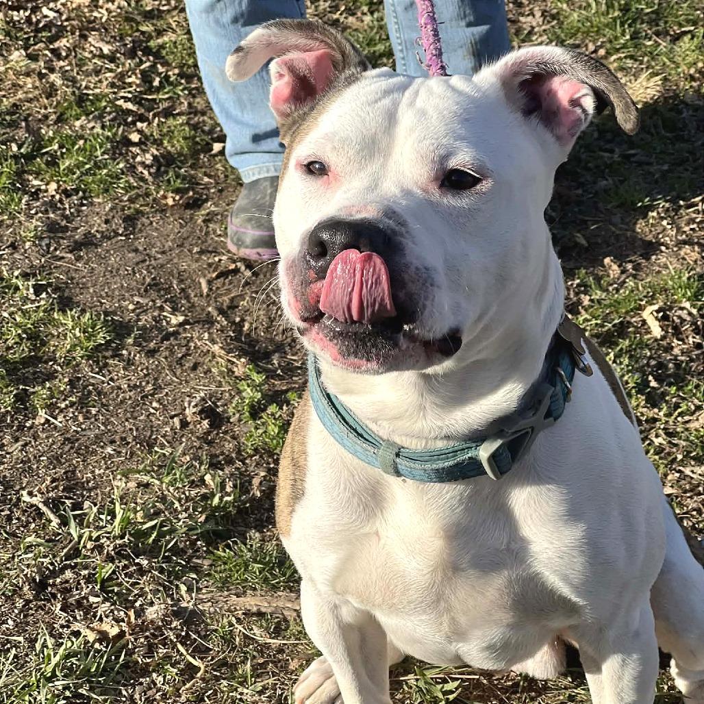 Enlarge Peanut, a Adoptable Mixed Breed in Huntington, WV image 6/6