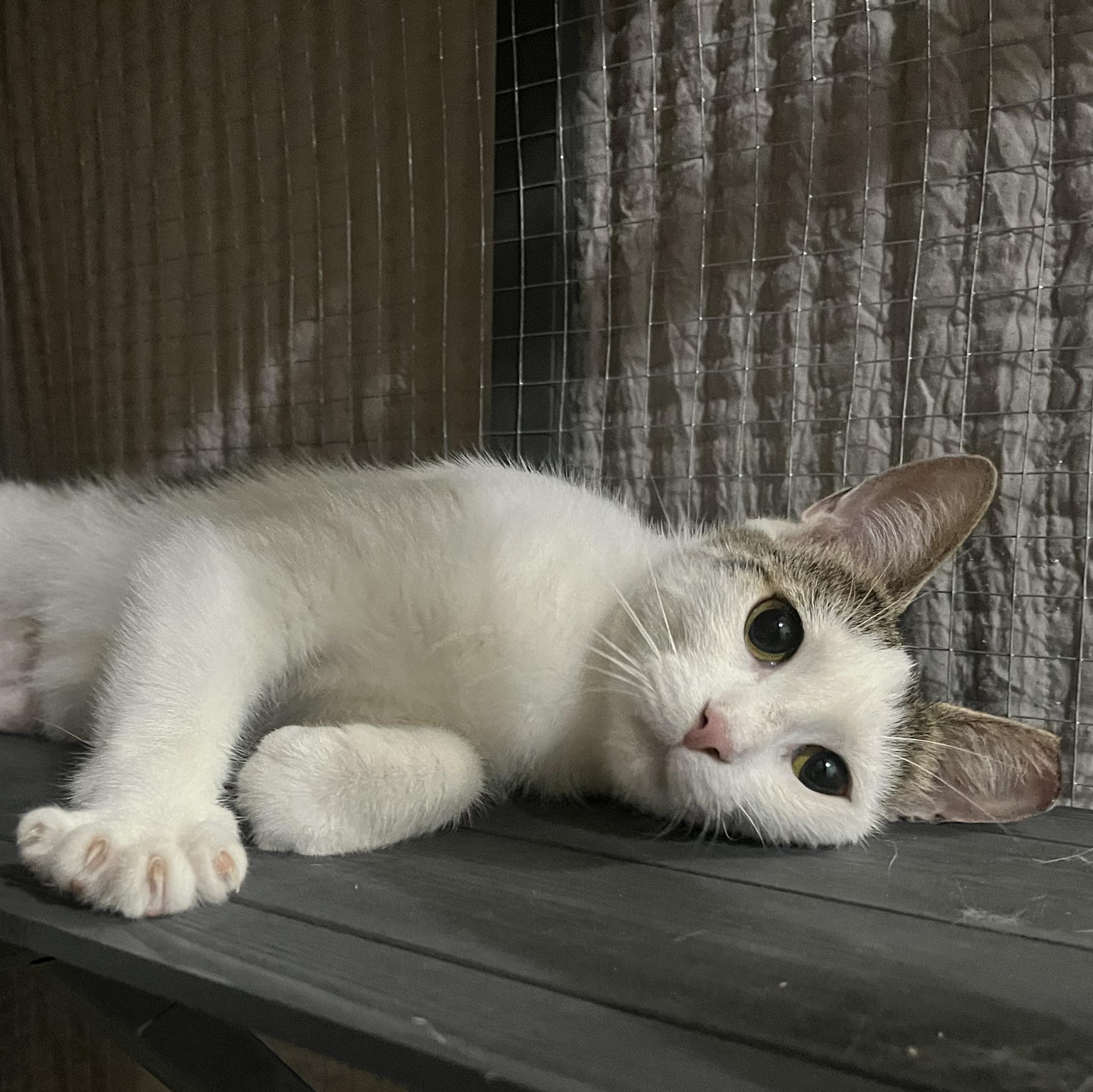 Enlarge Marshmallow -needs you!, a Adoptable mixed breed in Medina, OH image 1/4