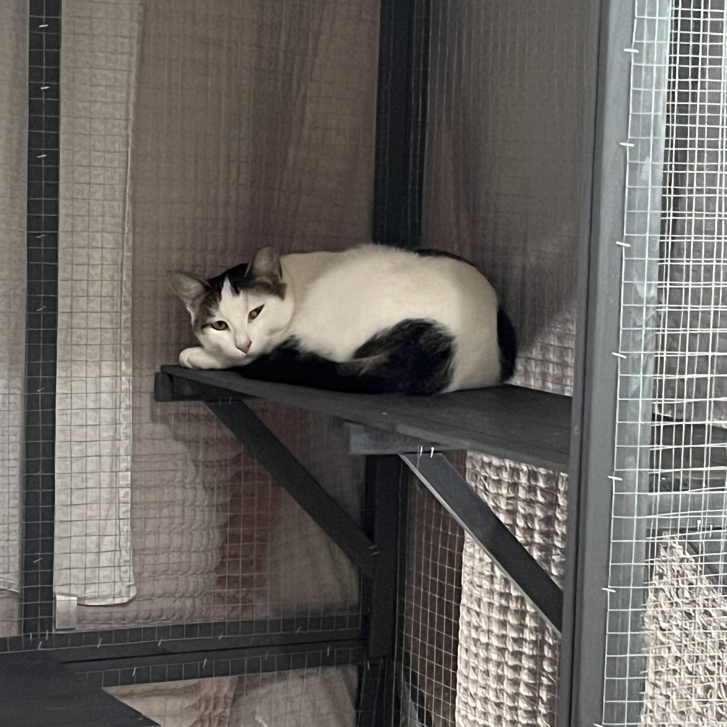 Enlarge Marshmallow -needs you!, a Adoptable mixed breed in Medina, OH image 3/4