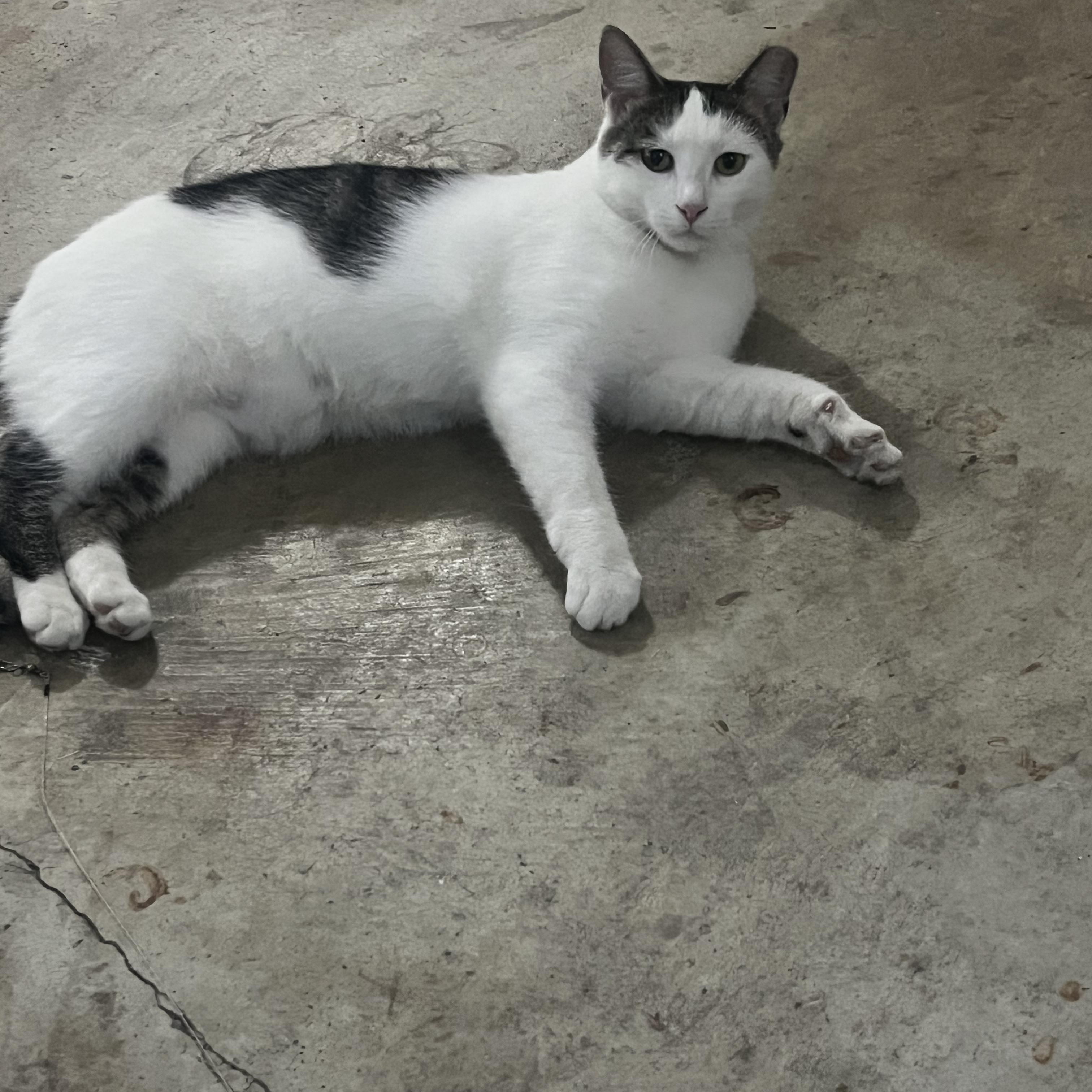 Enlarge Marshmallow -needs you!, a Adoptable mixed breed in Medina, OH image 2/4