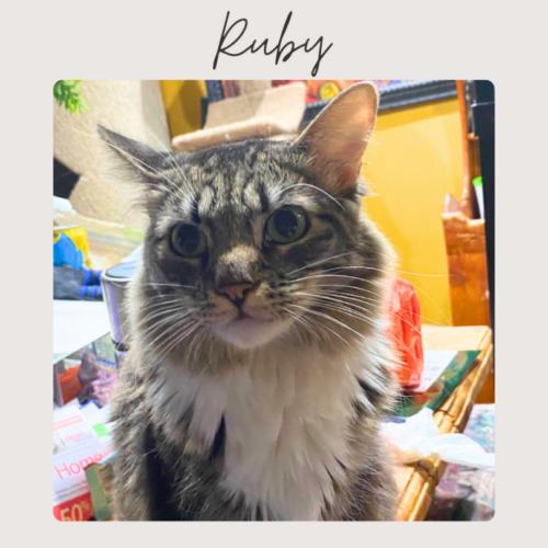 RUBY, Adoptable, Adult Female Domestic Medium Hair & Tabby.