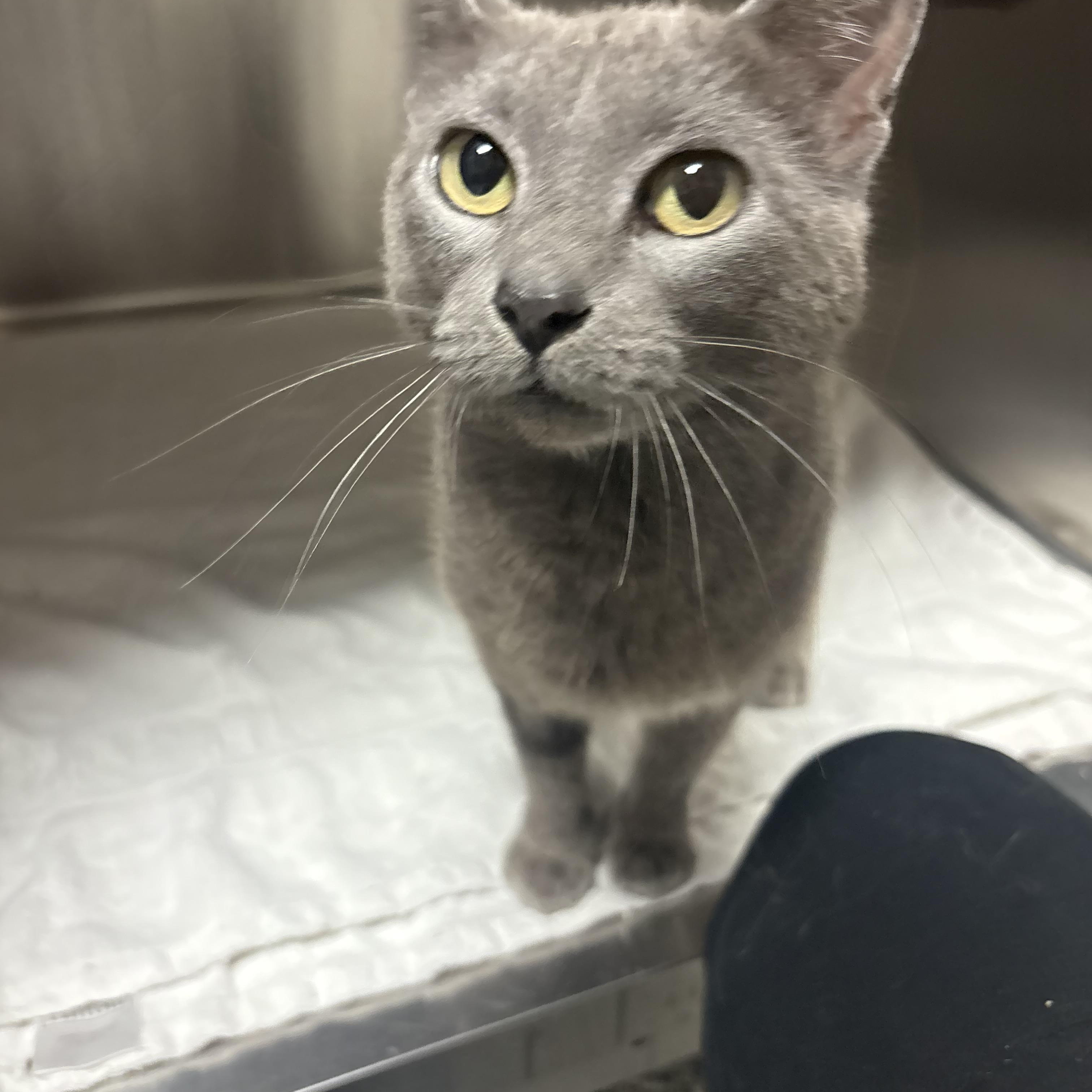Cinder, ADOPTABLE, Adult Female Domestic Short Hair.