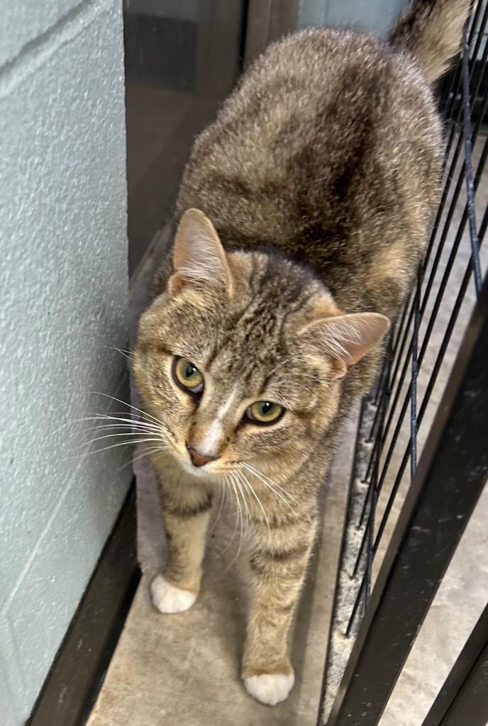 Enlarge Oregano, a Adoptable mixed breed in Bryan, OH image 1/1