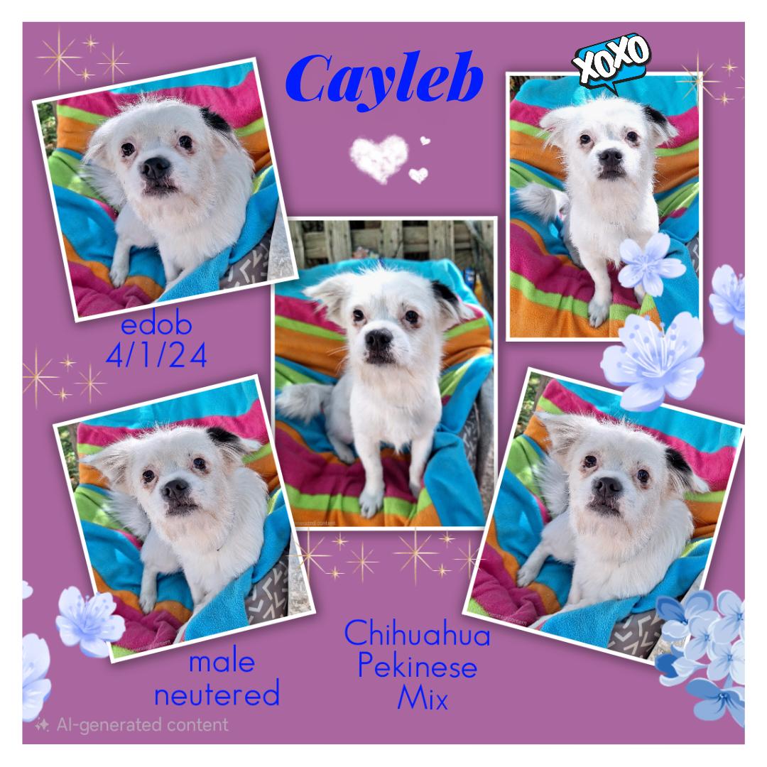 Cayleb WA14341-T, Adoptable, Adult Male Chihuahua & Pekingese.