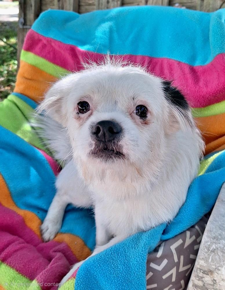 Cayleb WA14341-T, a Adoptable mixed breed in Bellevue, WA image 3/5