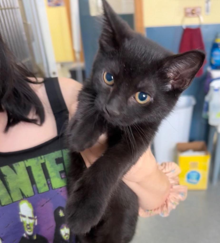 Dreams, Adoptable, Kitten Female Domestic Short Hair.