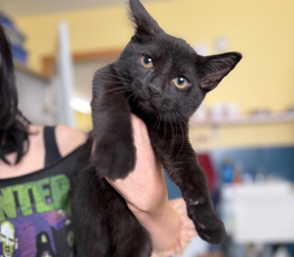 Enlarge Dreams, a Adoptable mixed breed in Syracuse, IN image 2/2