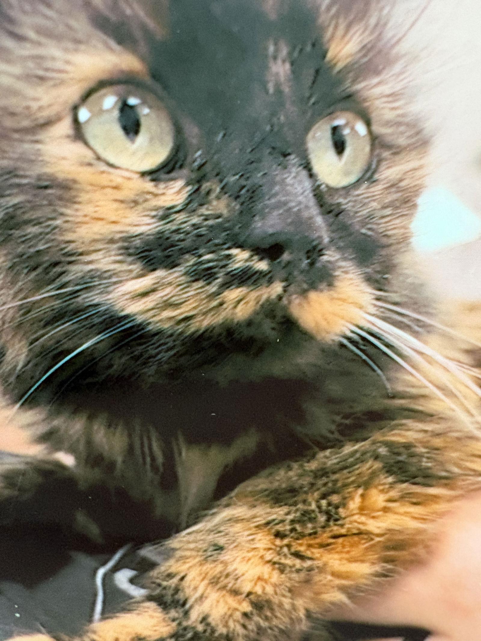 Enlarge Fern, a Adoptable Domestic Long Hair in Pittsburgh, PA image 1/1