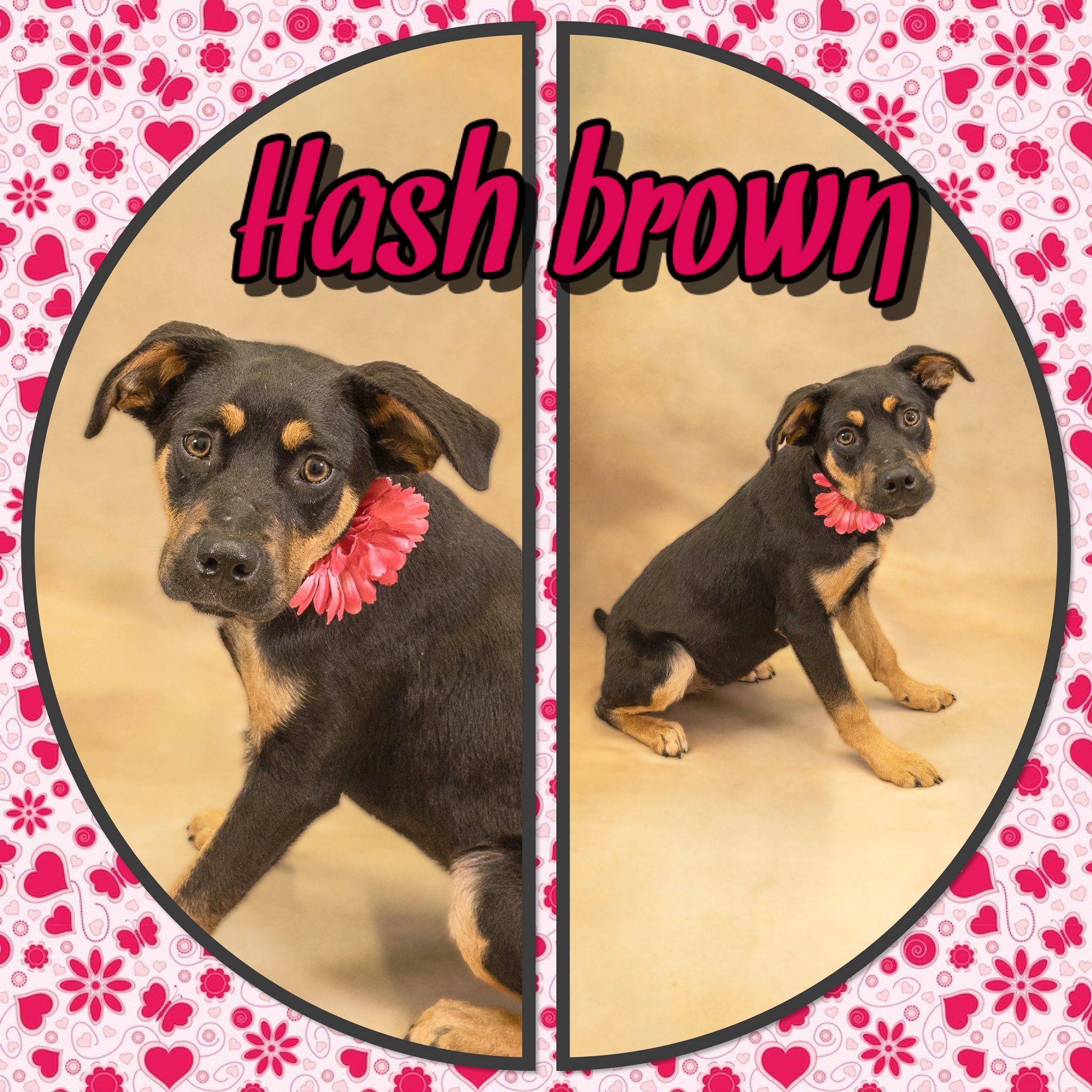 Hashbrown, ADOPTABLE, Young Female Shepherd.