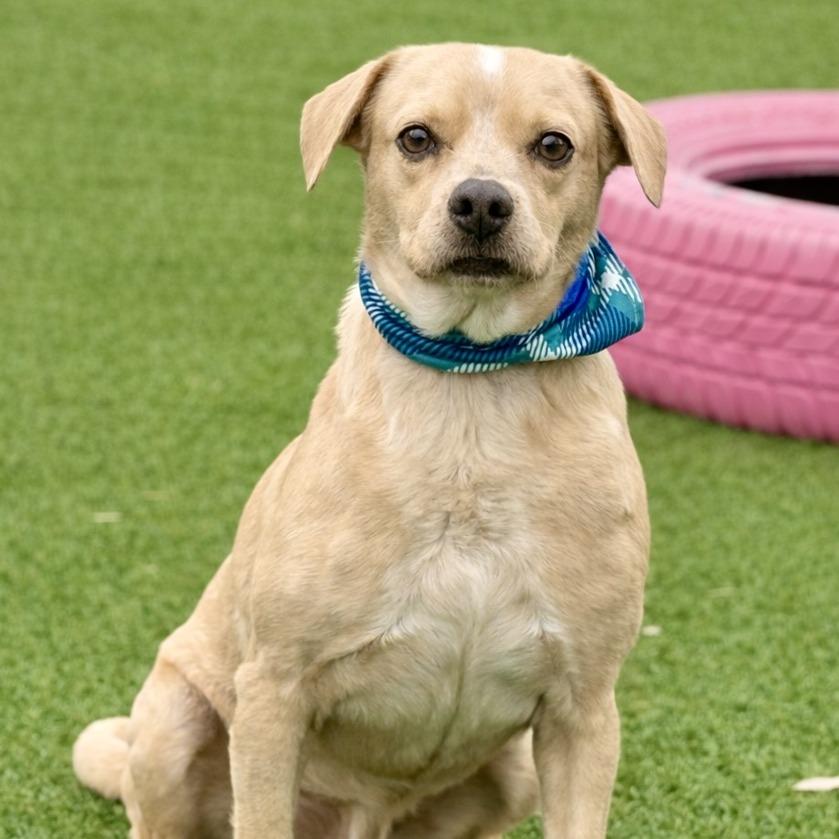 Enlarge Gus-The Smiling Boy from Weslaco, a Adoptable mixed breed in Austin, TX image 5/6