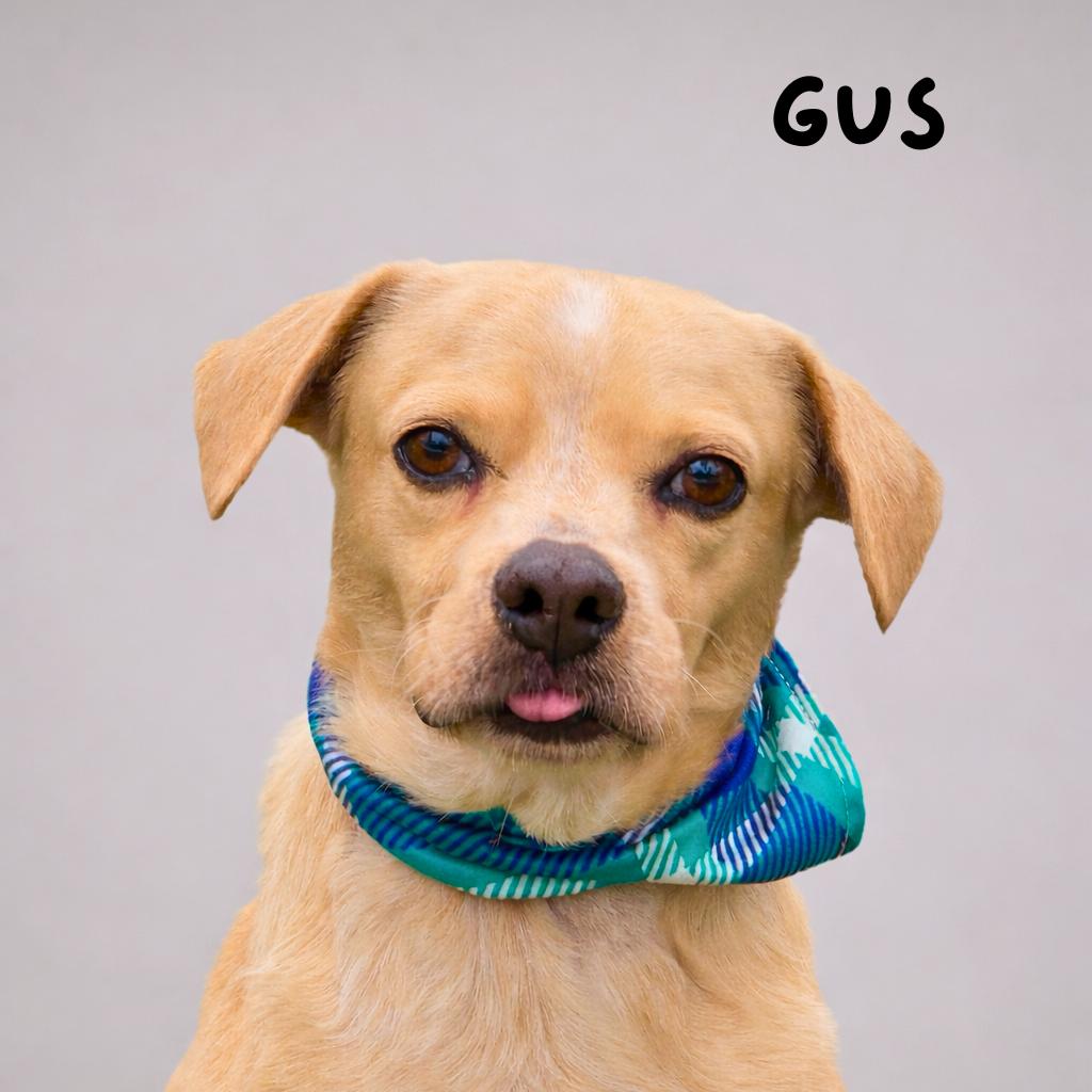 Enlarge Gus-The Smiling Boy from Weslaco, a Adoptable mixed breed in Austin, TX image 4/6