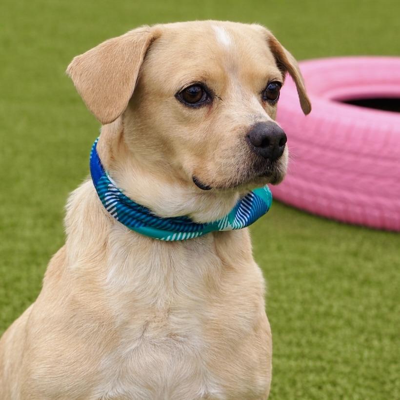 Enlarge Gus-The Smiling Boy from Weslaco, a Adoptable mixed breed in Austin, TX image 3/6