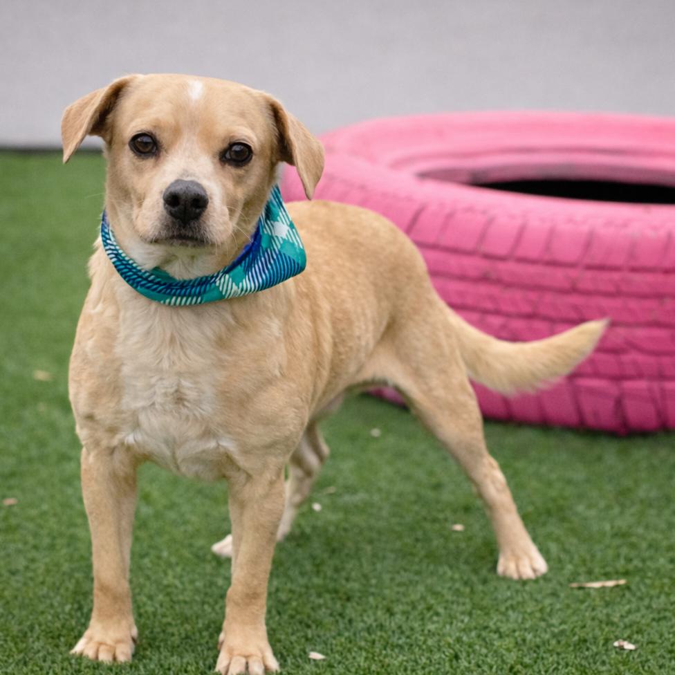 Enlarge Gus-The Smiling Boy from Weslaco, a Adoptable mixed breed in Austin, TX image 6/6